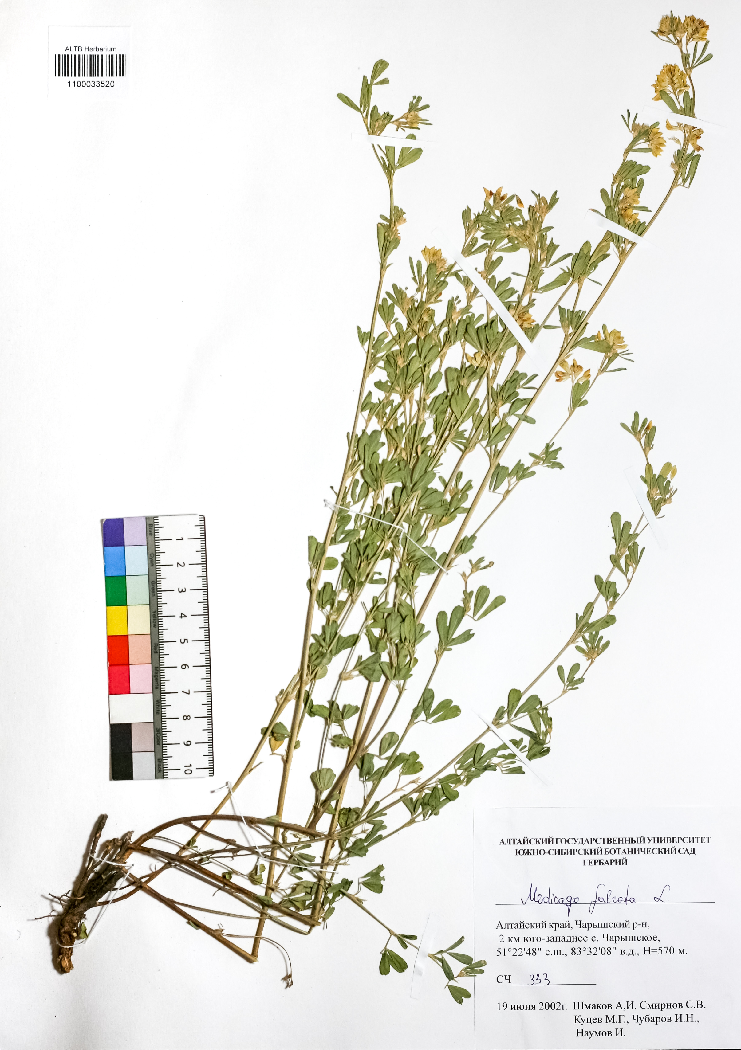 Medicago falcata L.