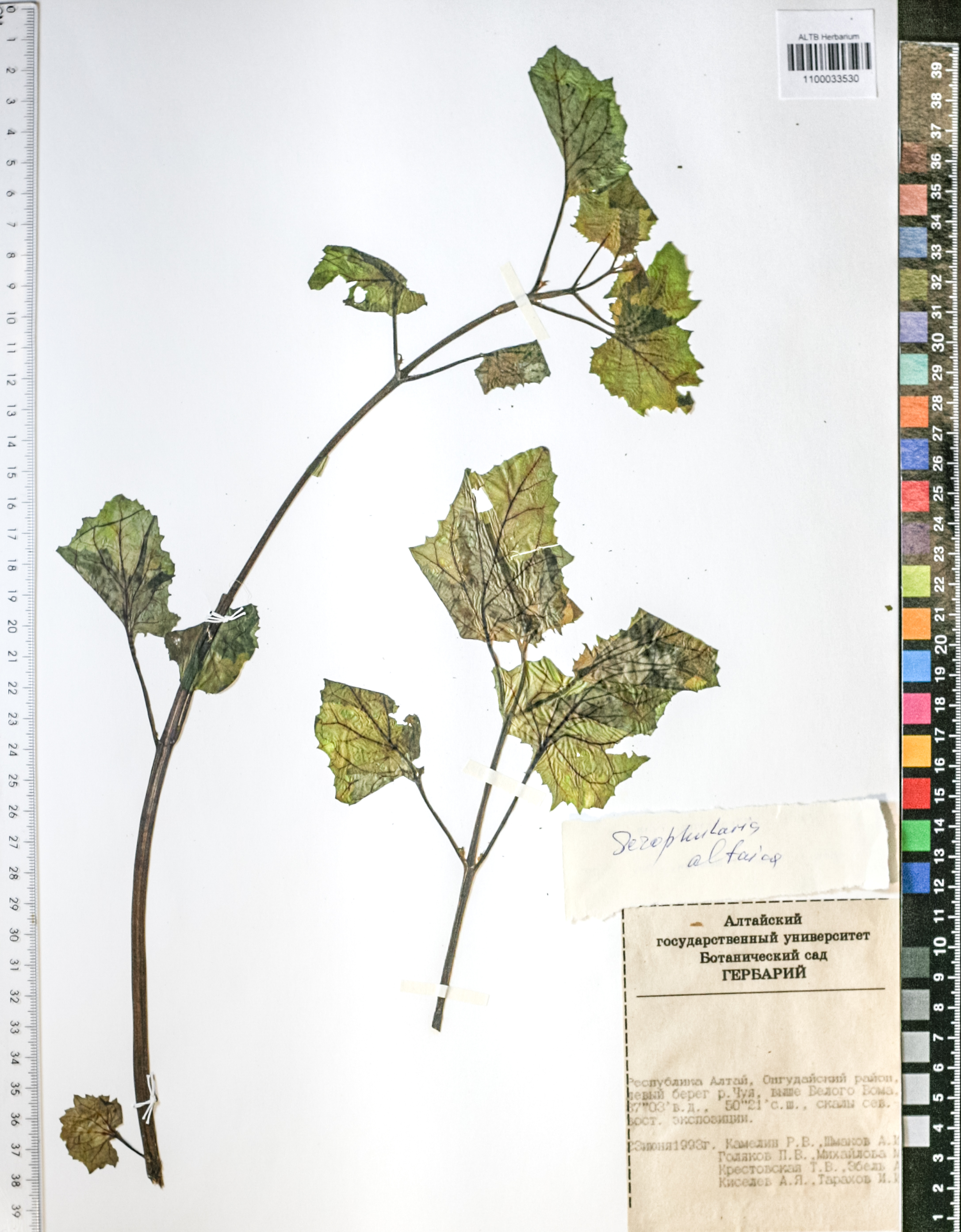 Scrophularia altaica Murray