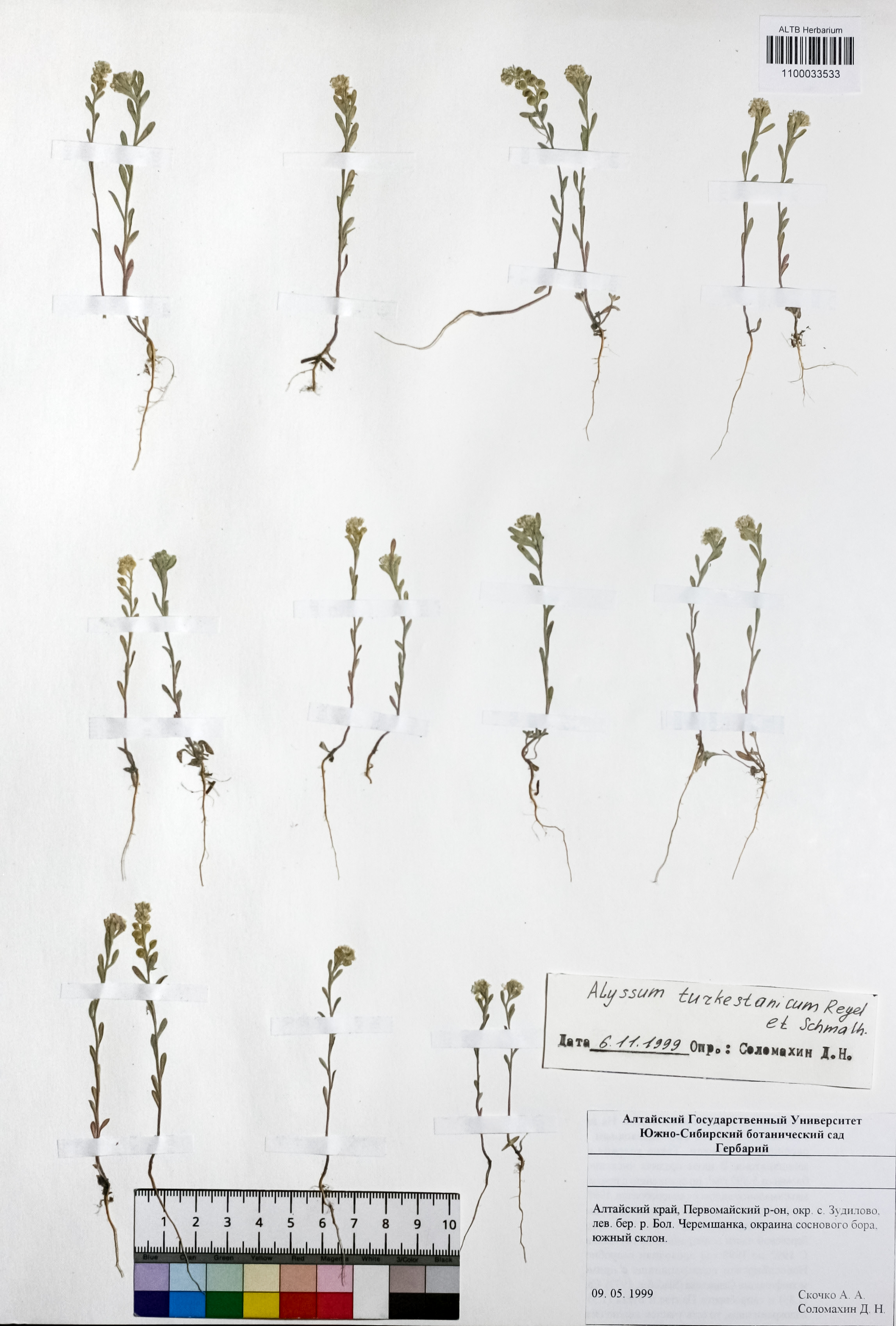 Alyssum turkestanicum Regel & Schmalh.