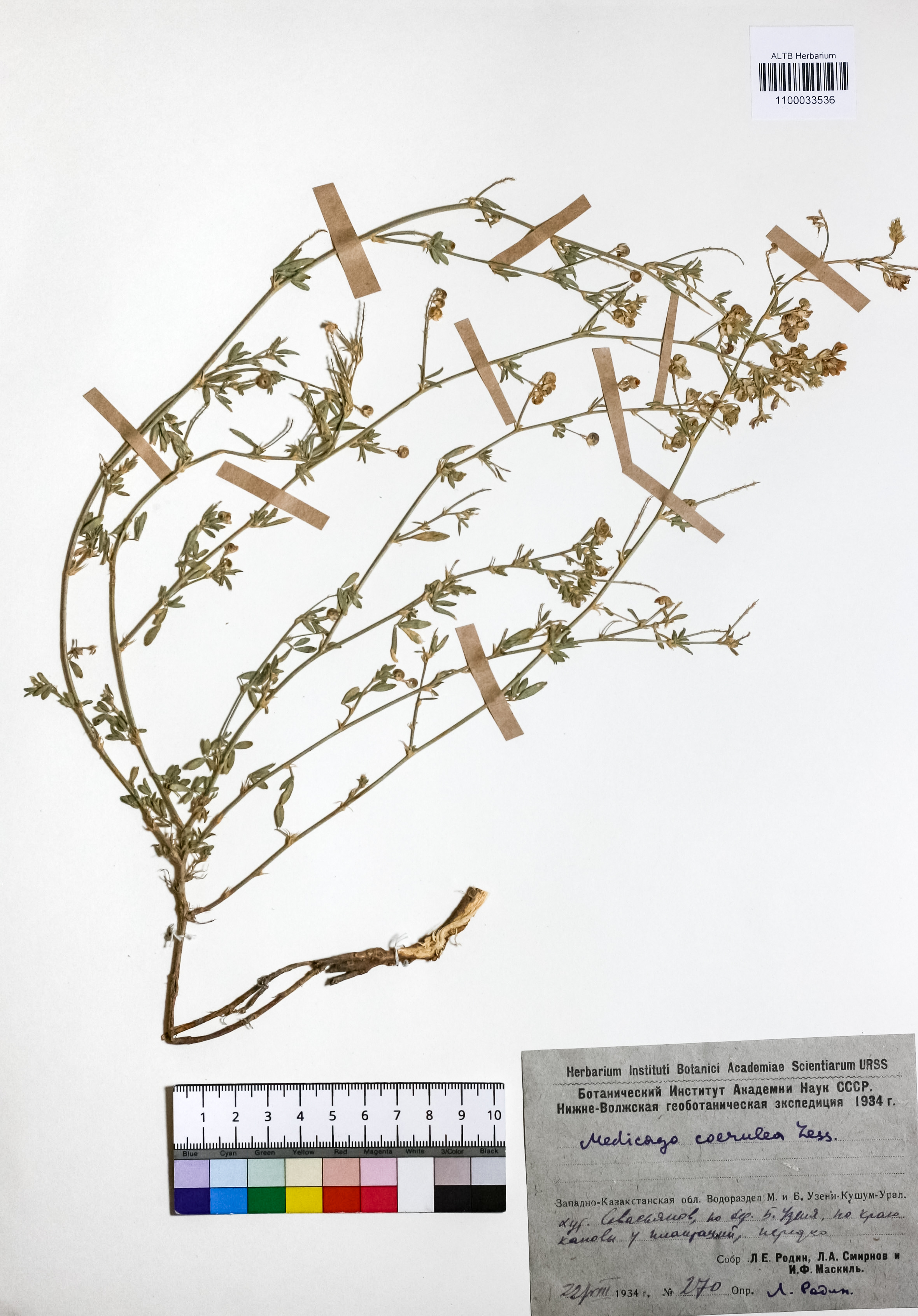 Medicago coerulea Less. ex Nyman