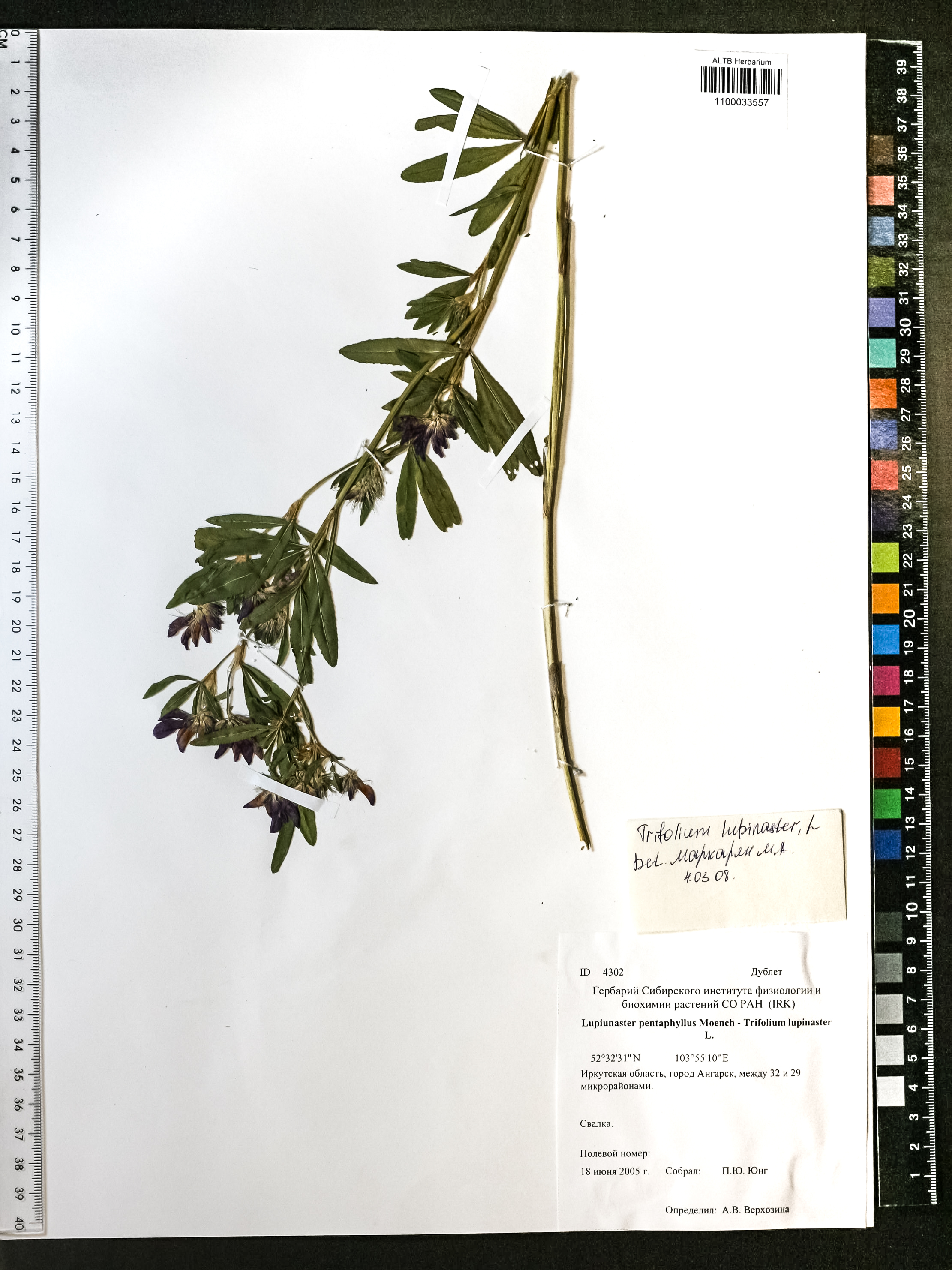 Trifolium lupinaster L.