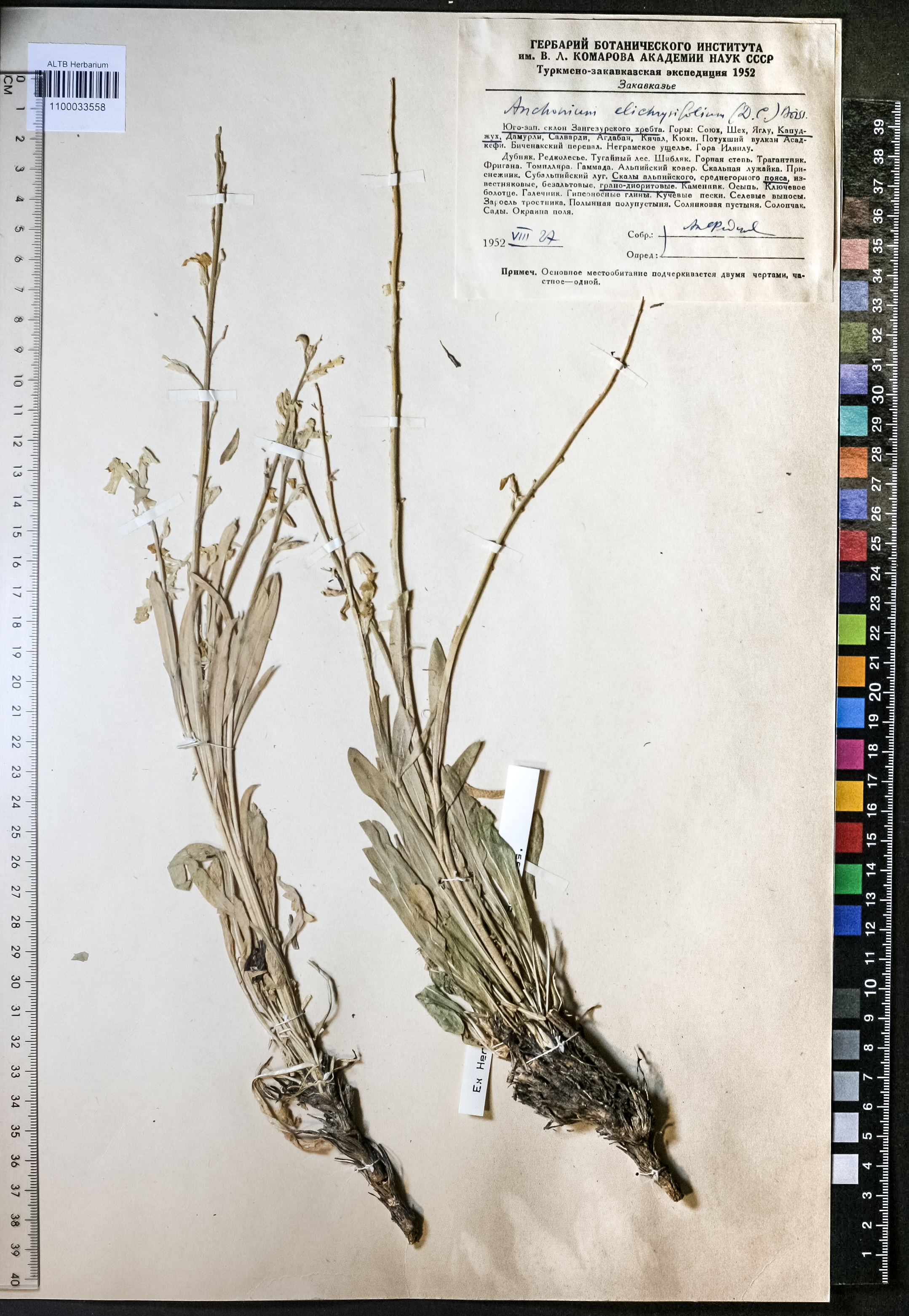 Anchonium elichrysifolium Boiss.