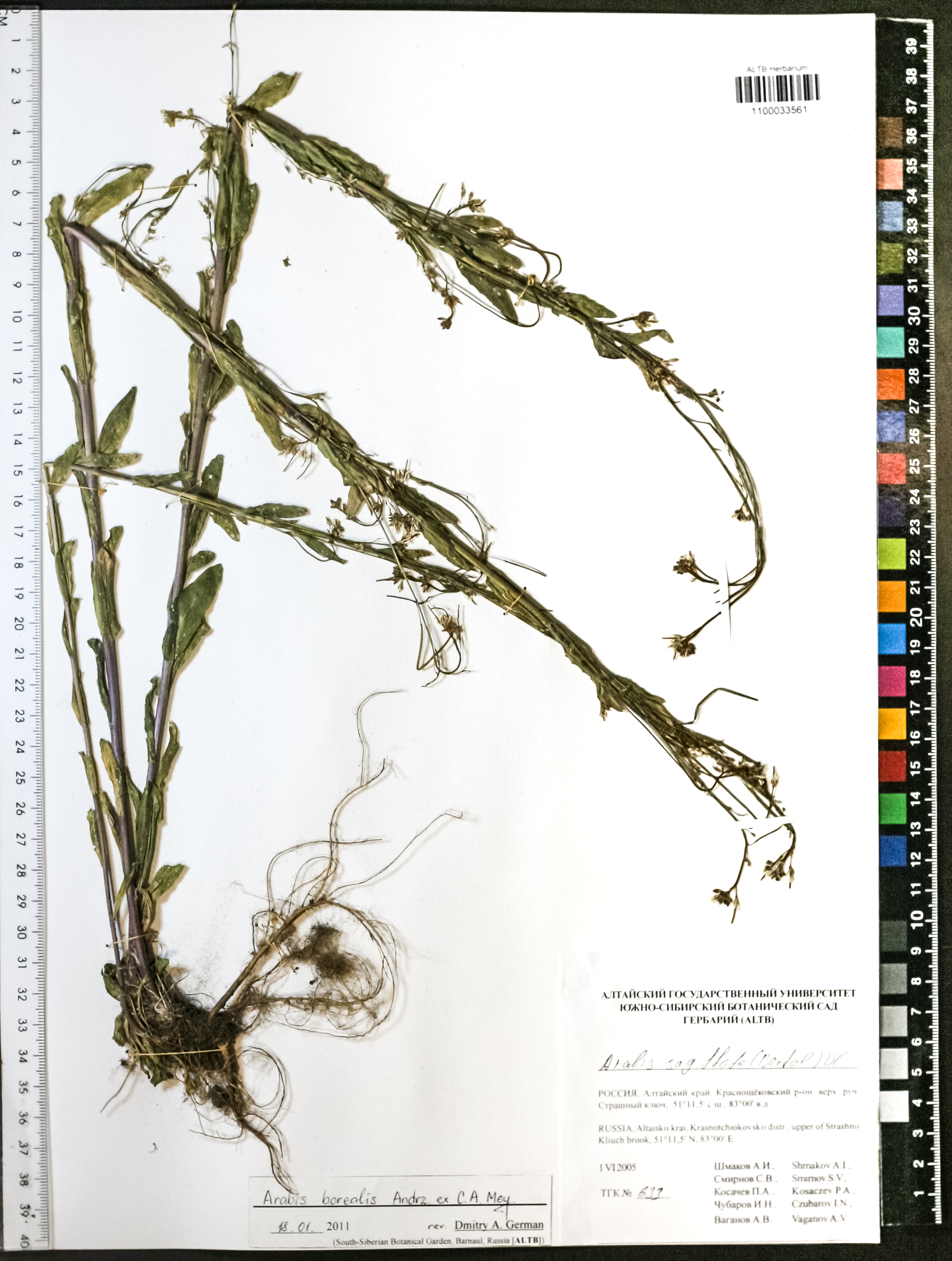 Arabis borealis Andrz. ex Fisch. & C.A.Mey.