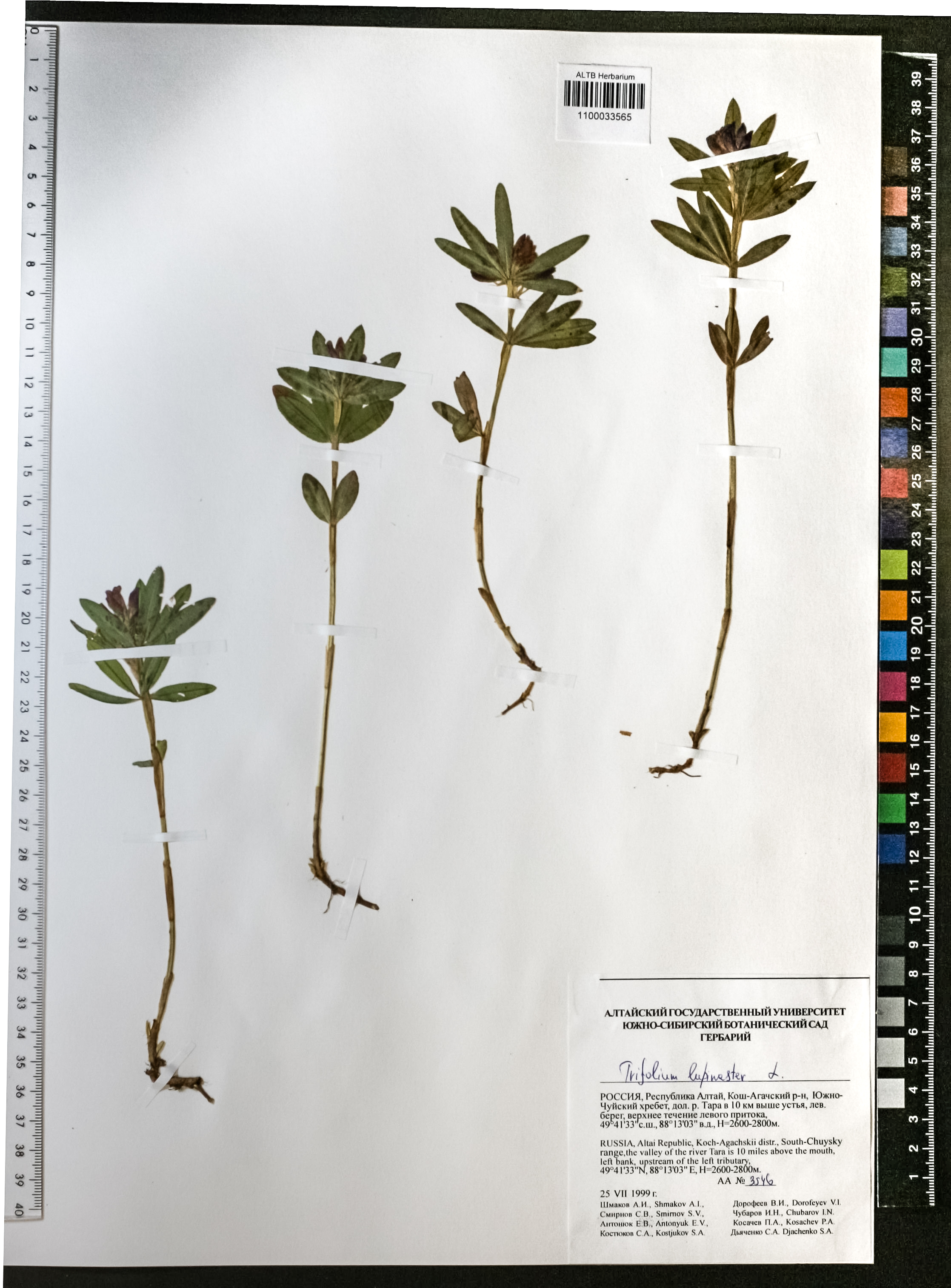 Trifolium lupinaster L.