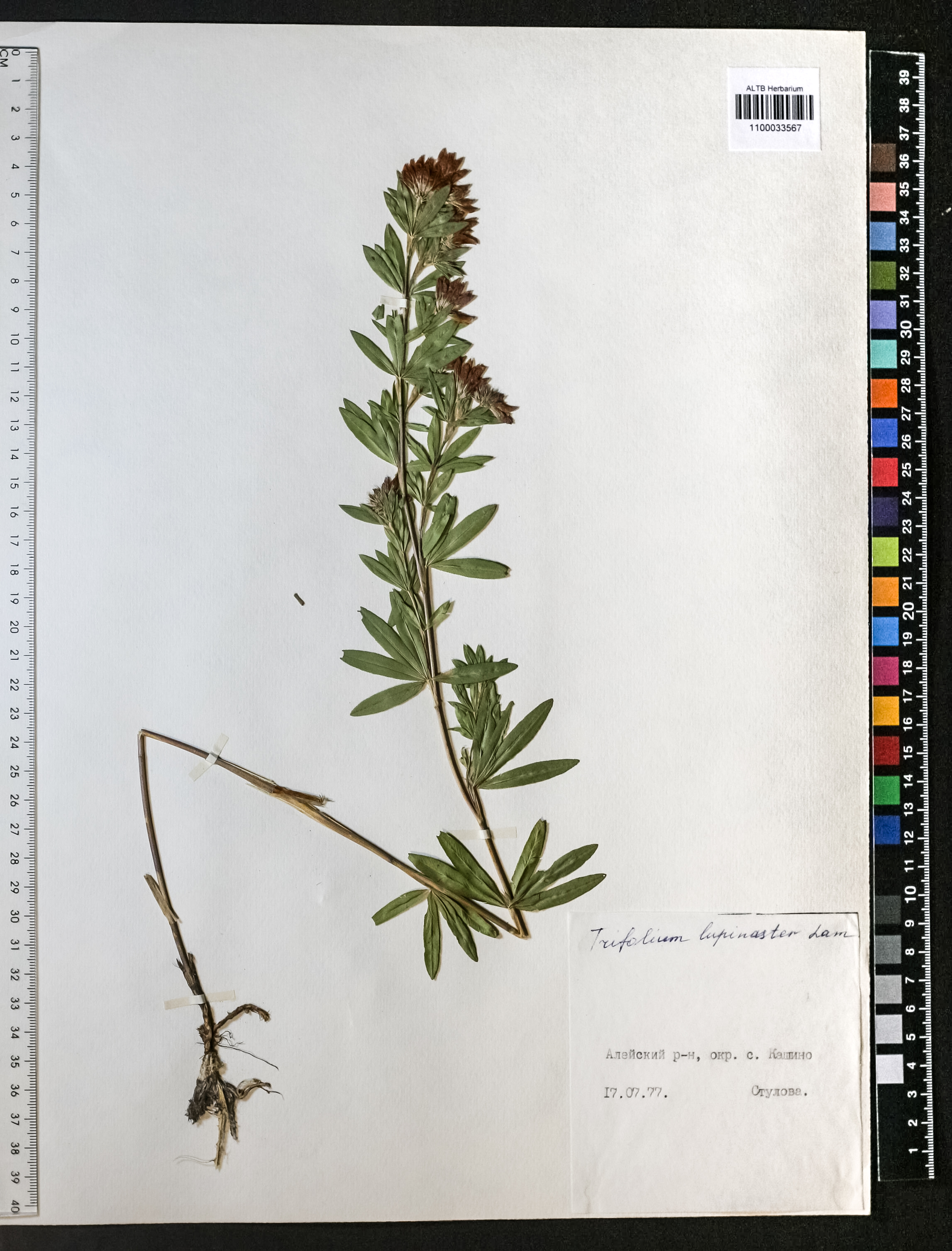 Trifolium lupinaster L.