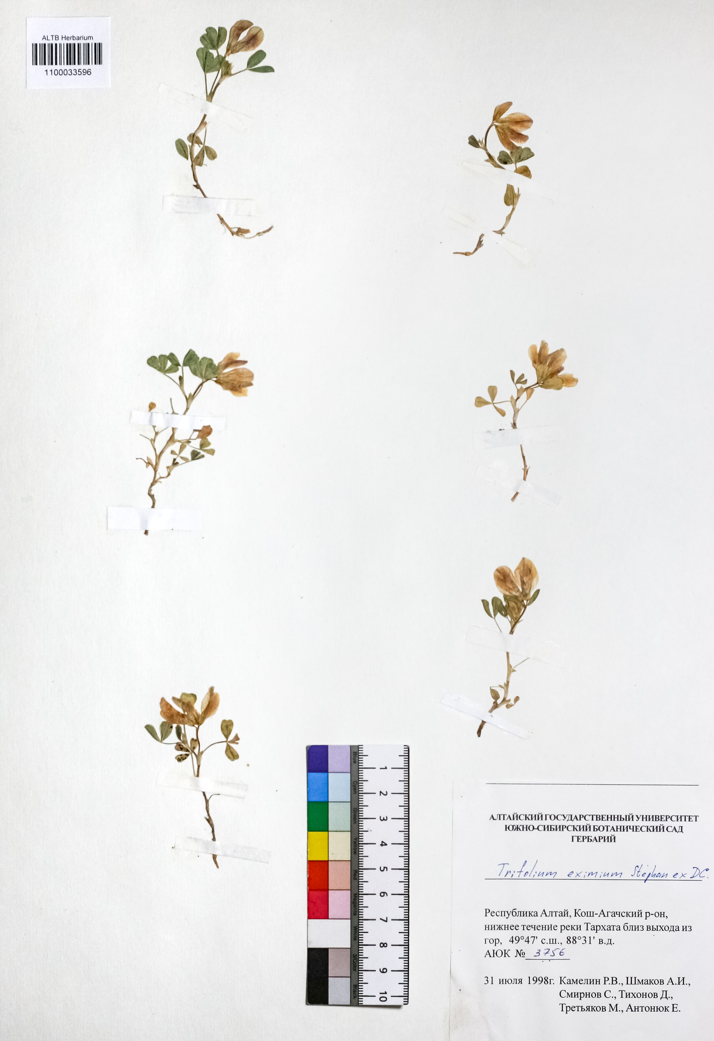 Trifolium eximium Steph. ex Ser.