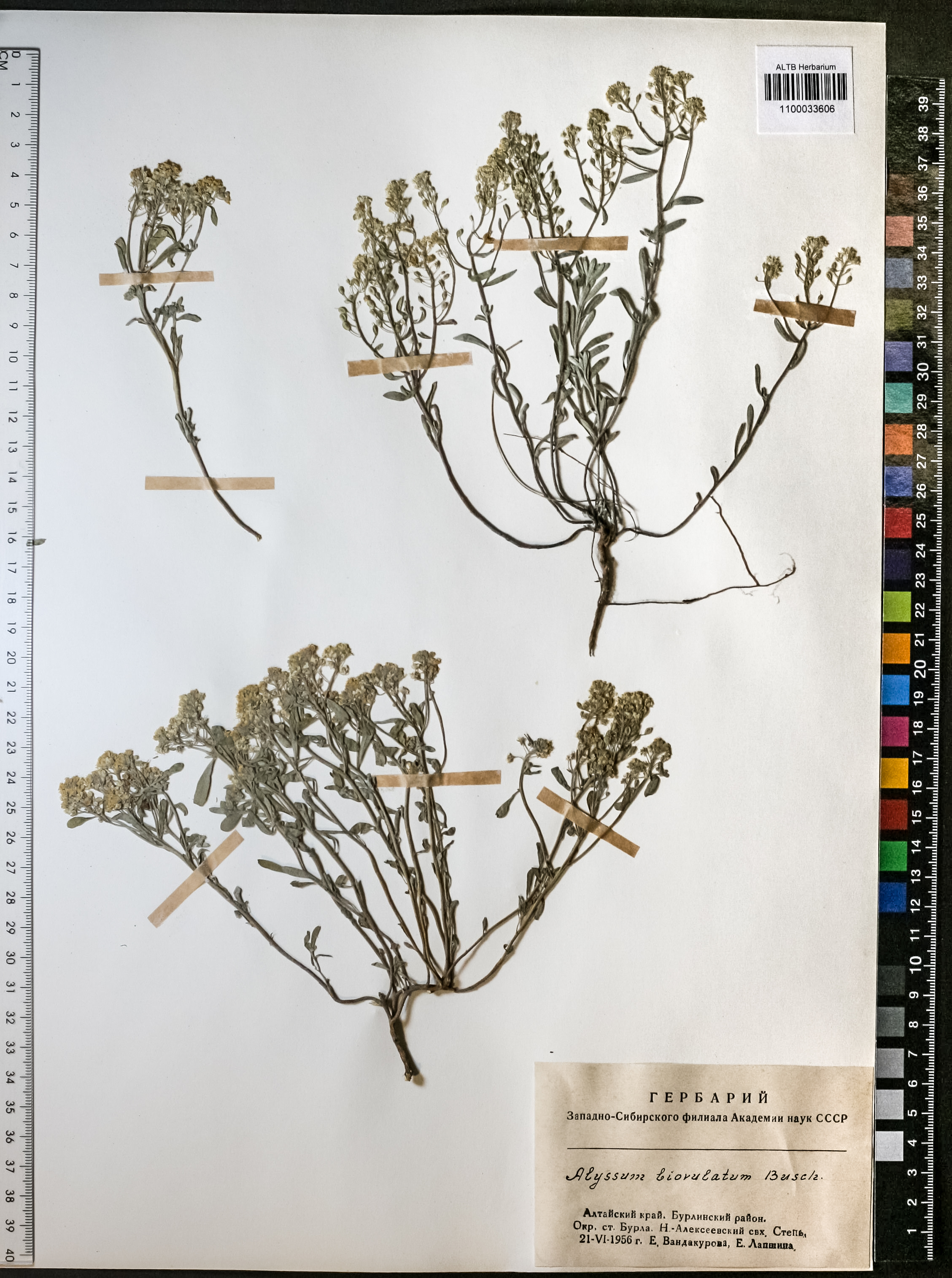 Alyssum biovulatum N.Busch