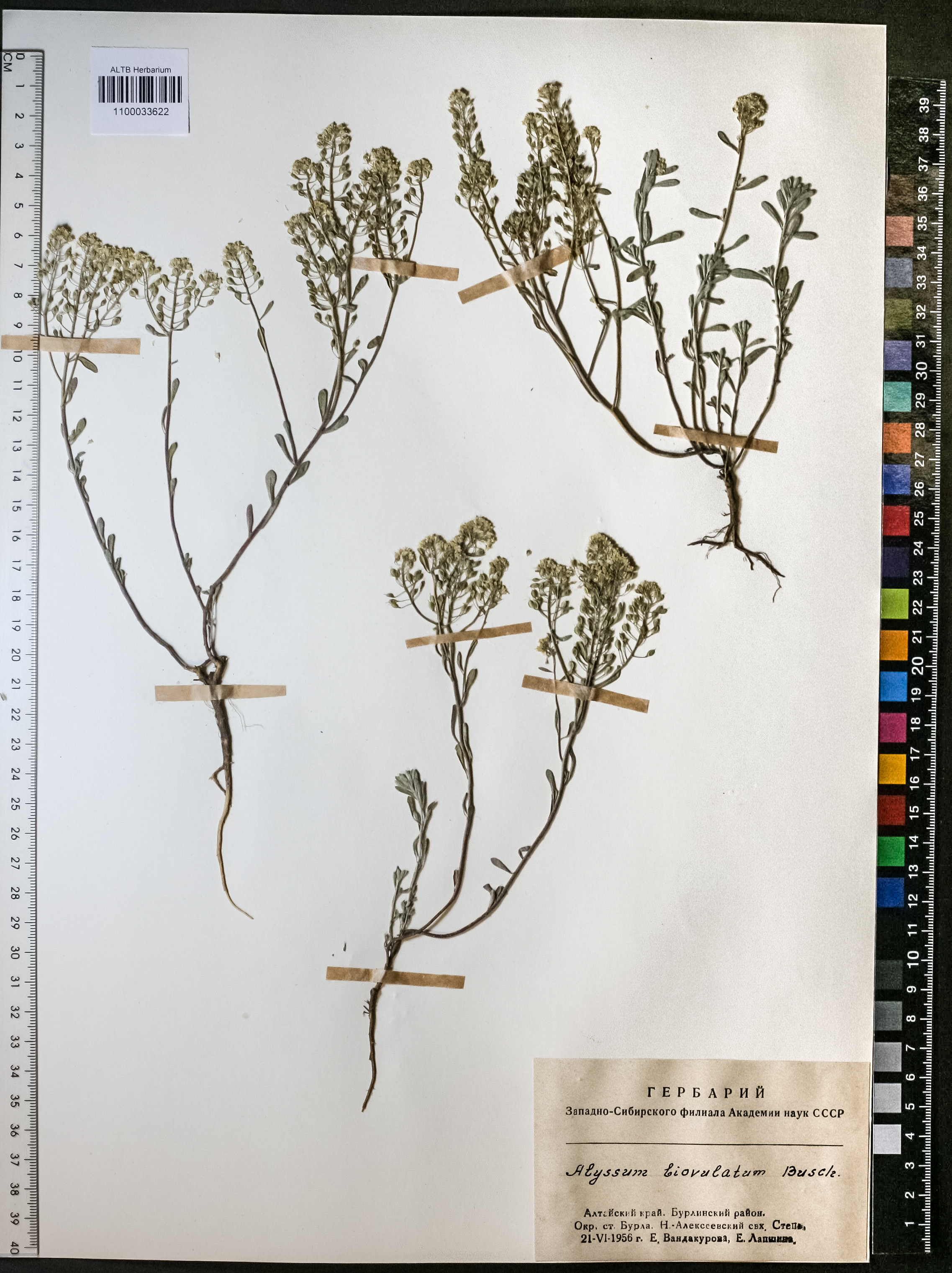 Alyssum biovulatum N.Busch