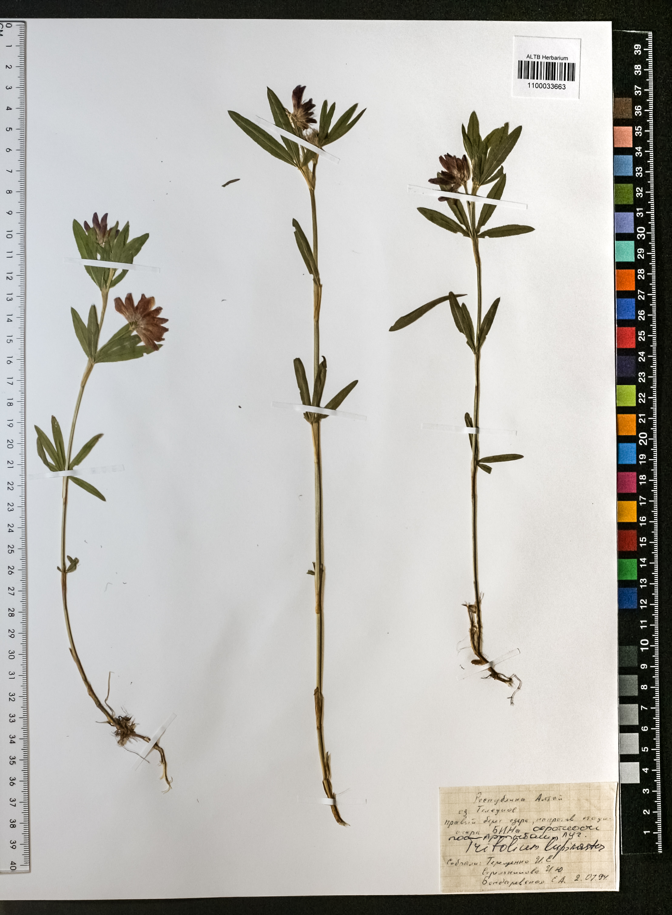 Trifolium lupinaster L.