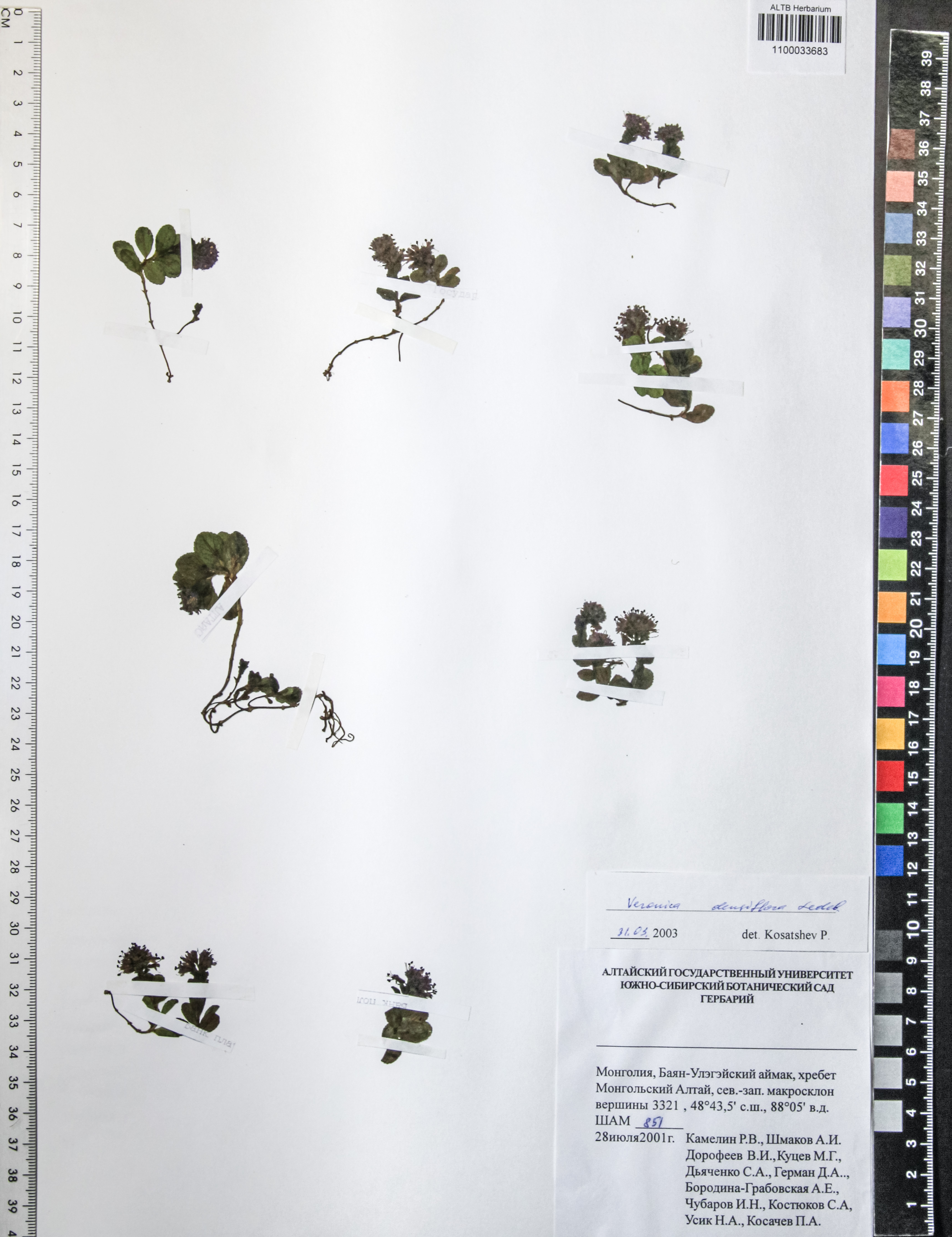 Veronica densiflora Ledeb.