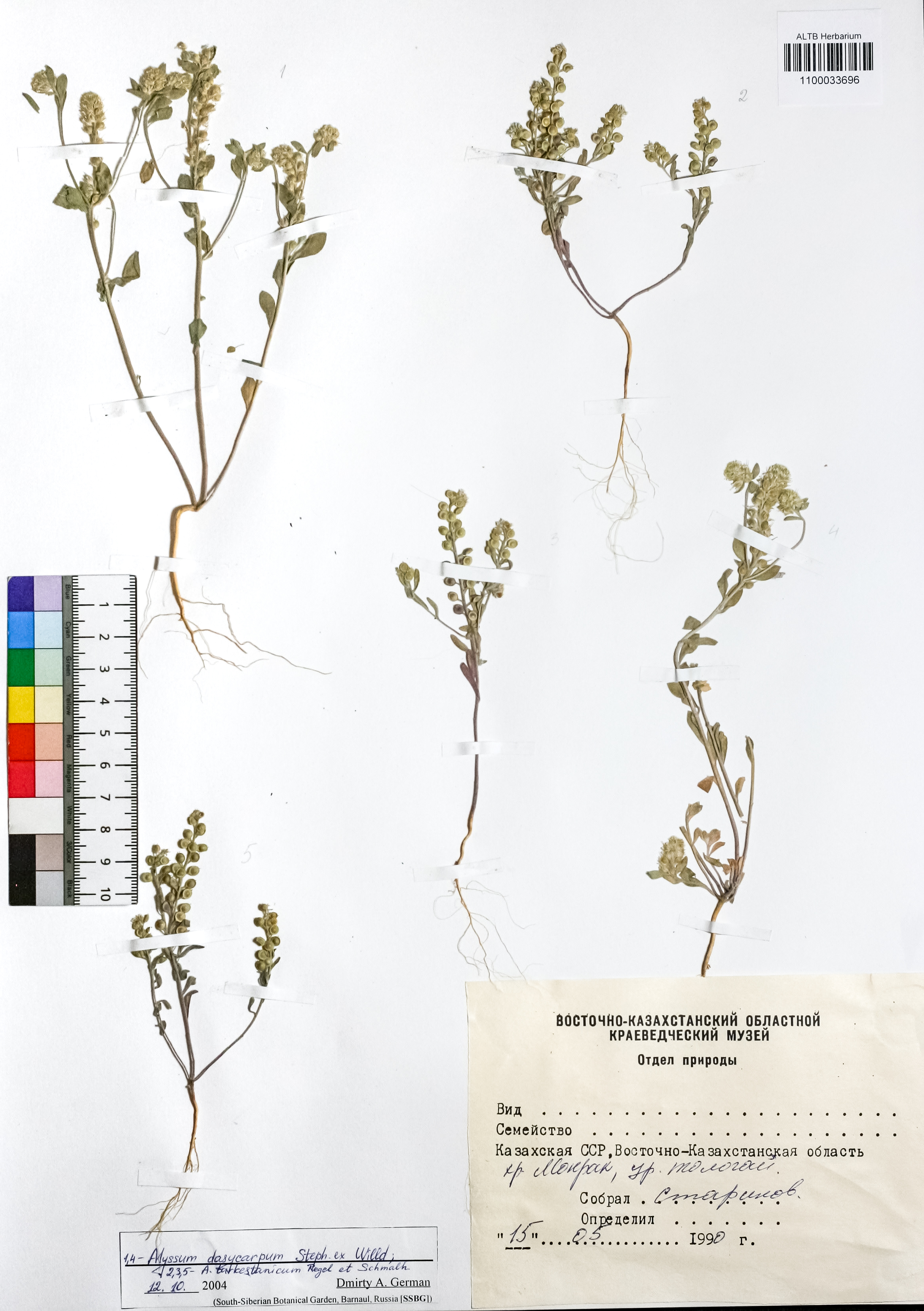 Alyssum dasycarpum Stephan ex Willd.