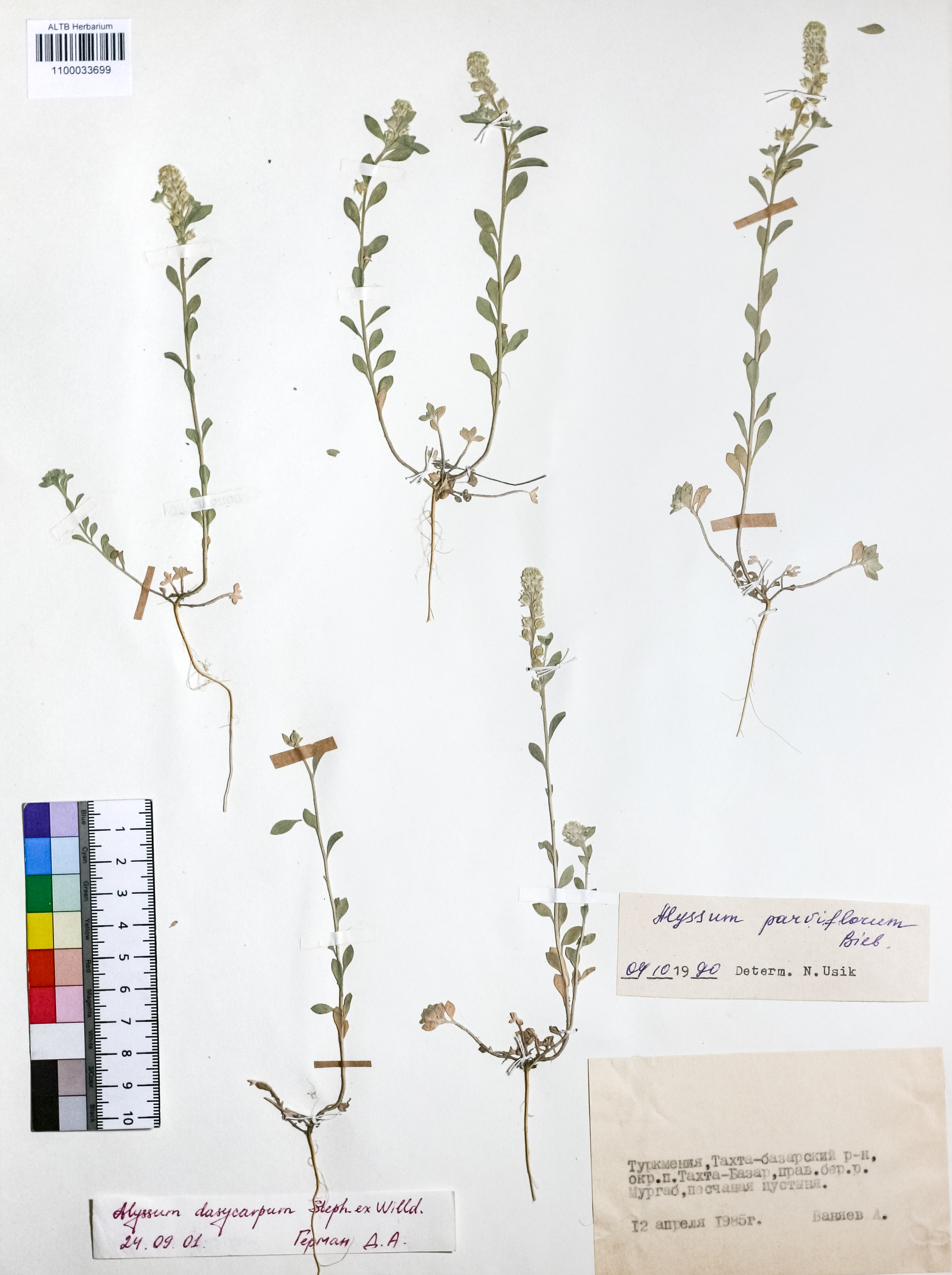 Alyssum dasycarpum Stephan ex Willd.