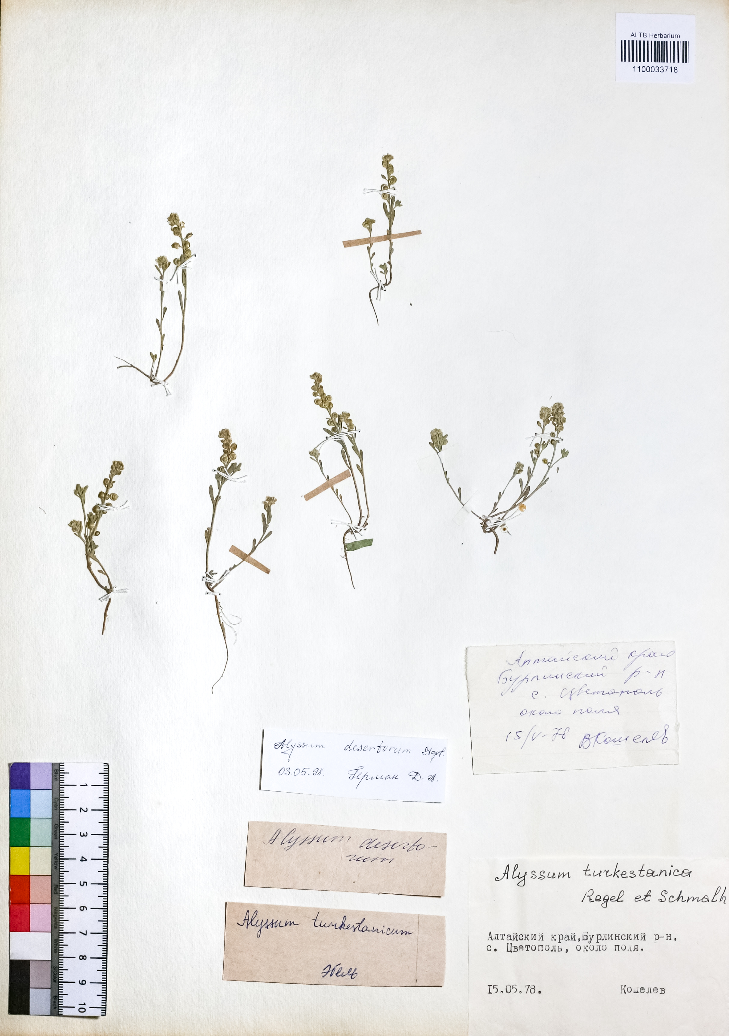 Alyssum desertorum Stapf