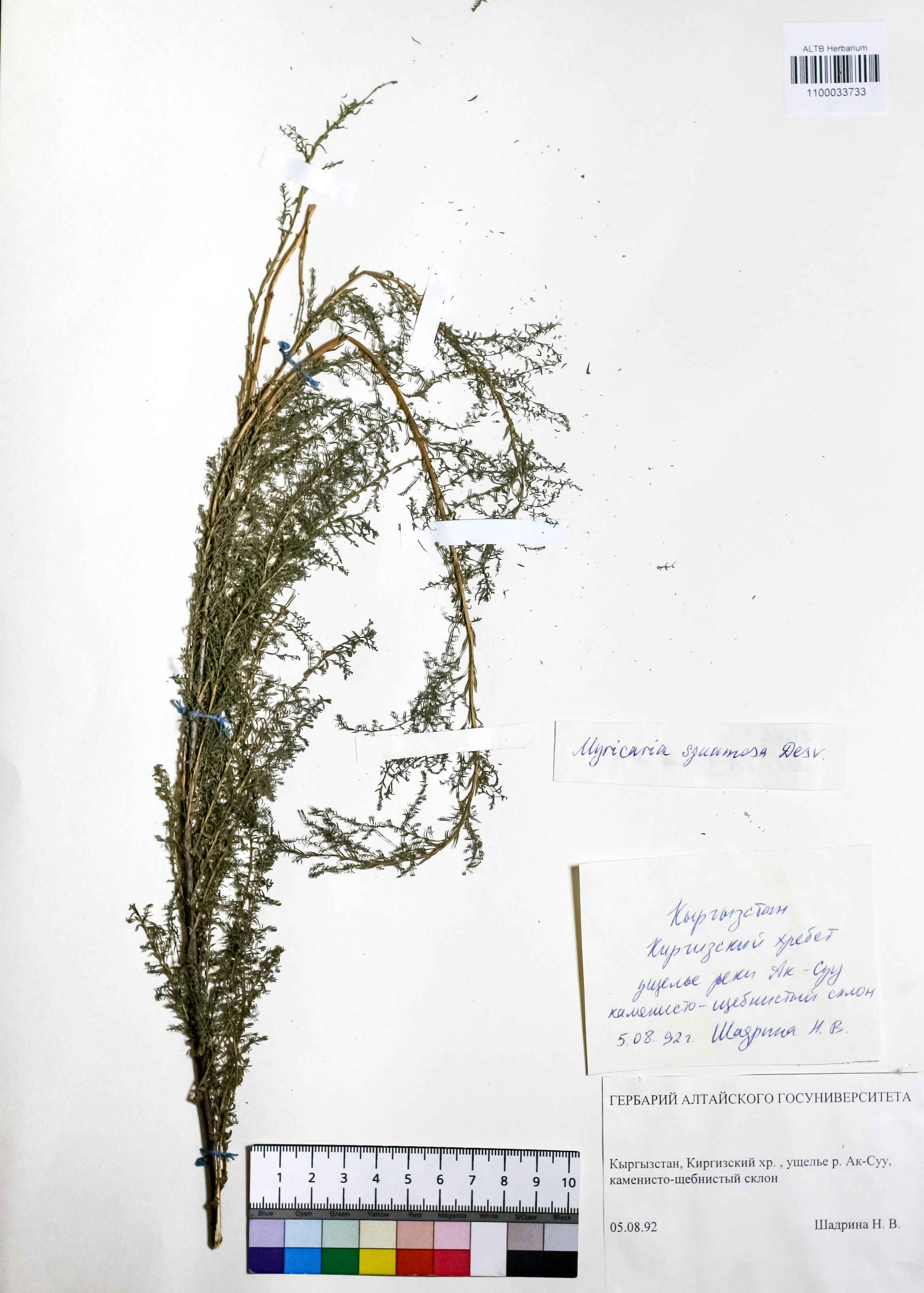 Myricaria squamosa Desv.,
