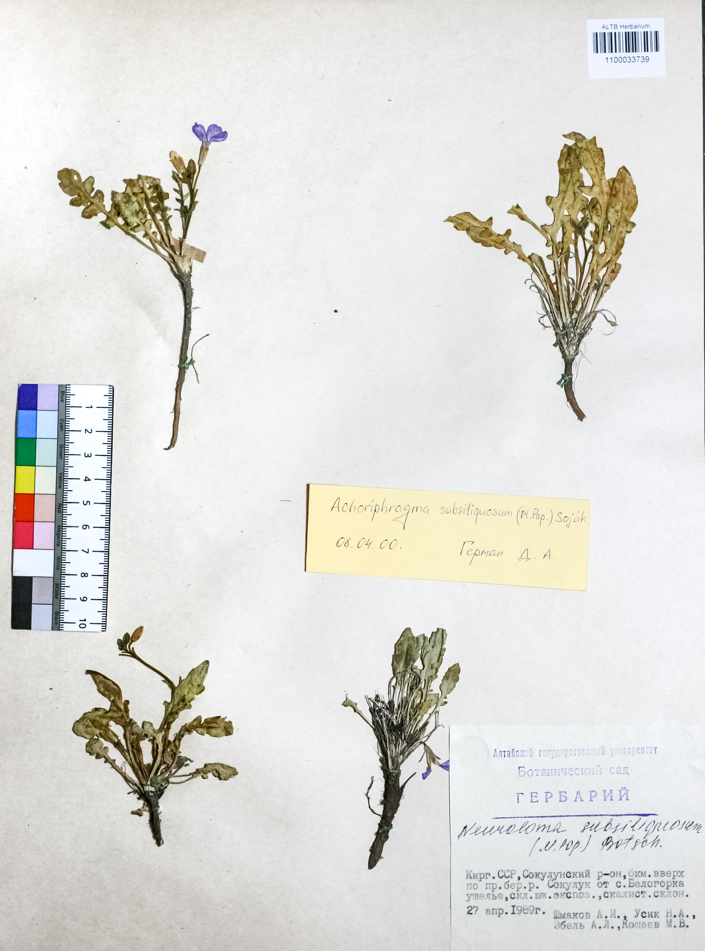 Achoriphragma subsiliquosum (M.Popov) Soják