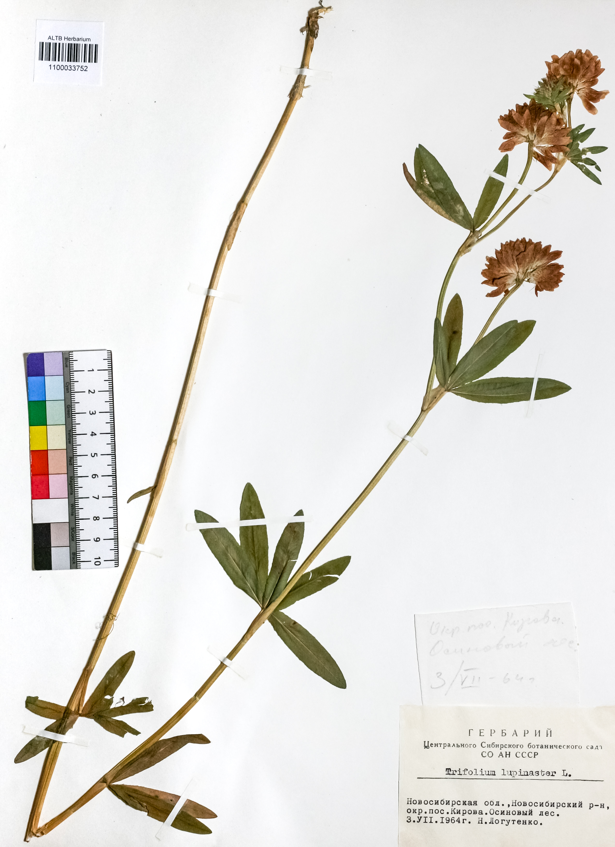 Trifolium lupinaster L.
