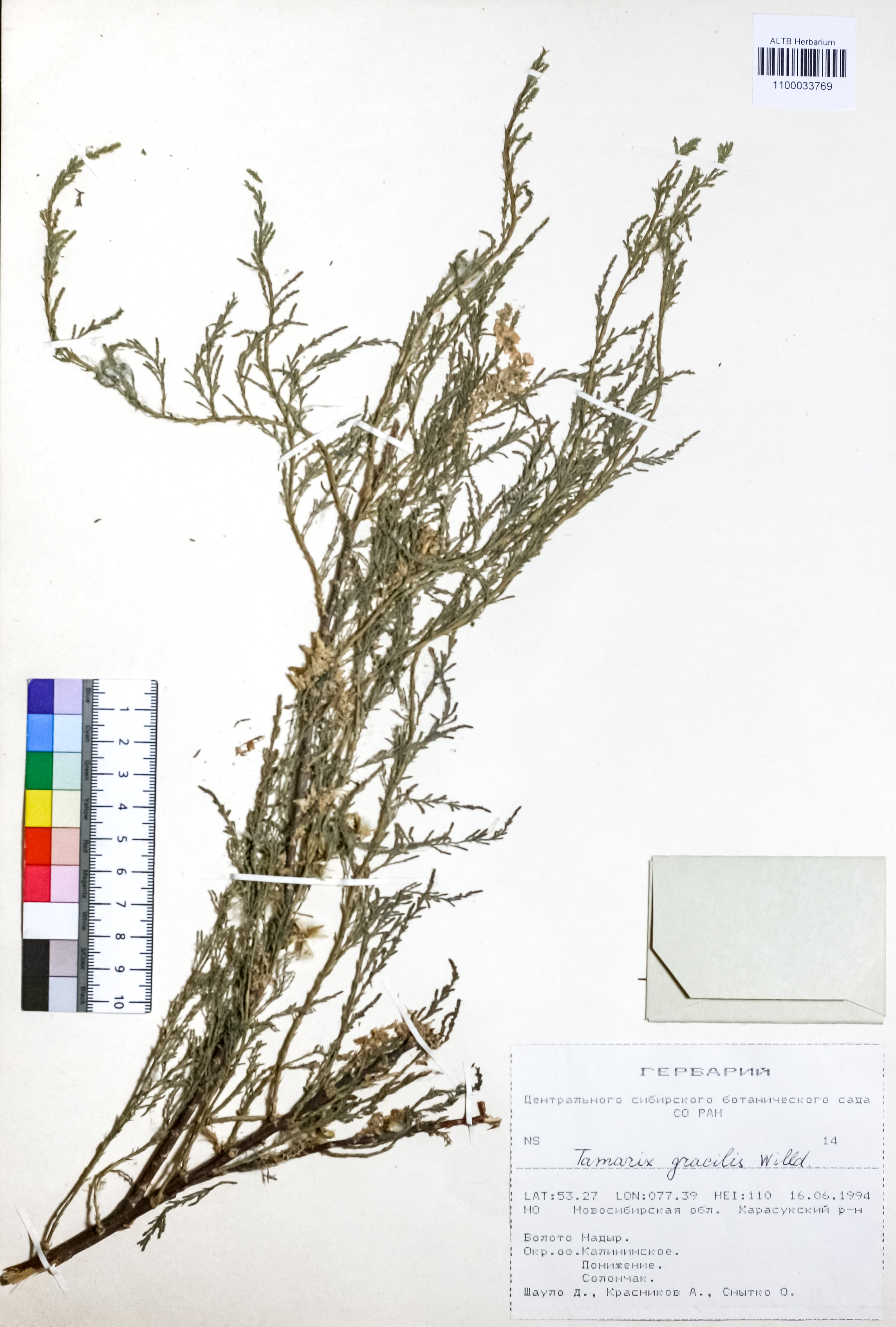 Tamarix gracilis Willd.