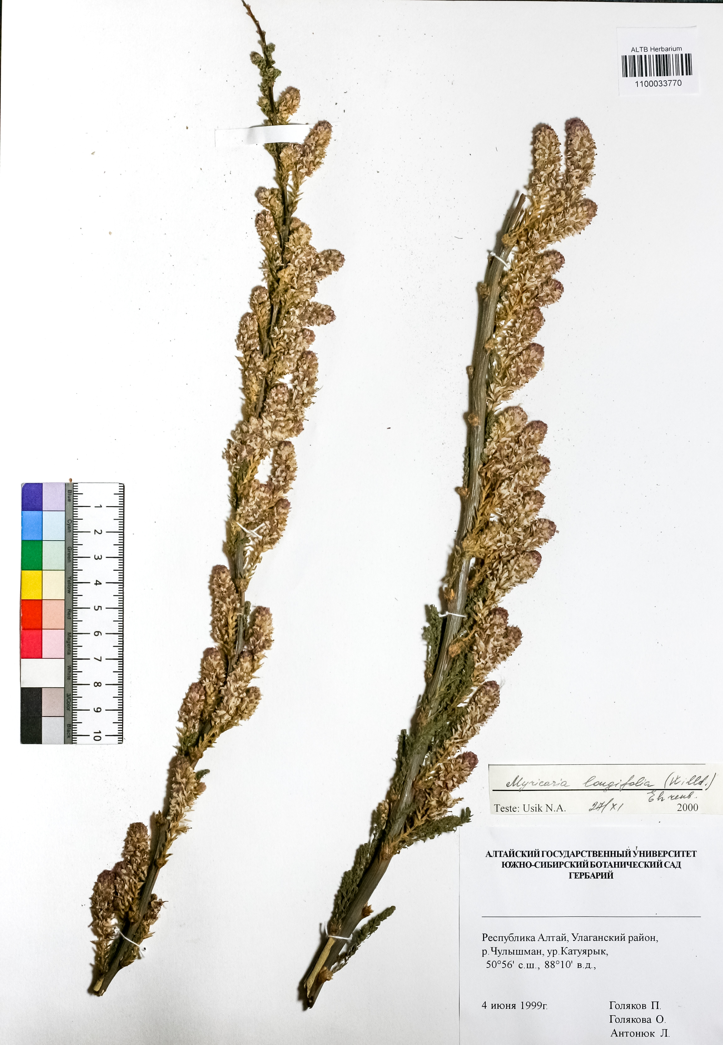 Myricaria longifolia Ehrenb.