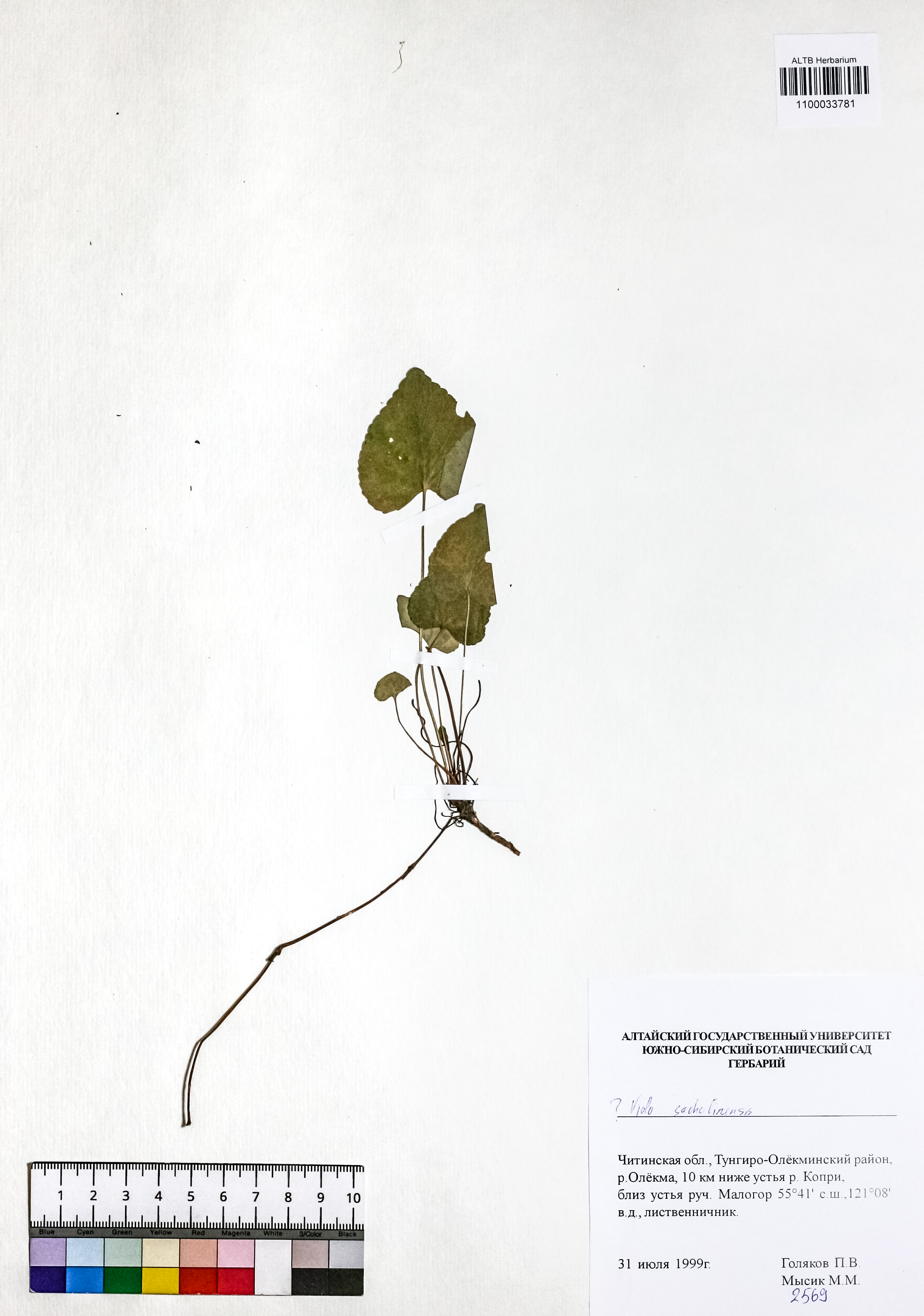 Viola sacchalinensis H.Boissieu