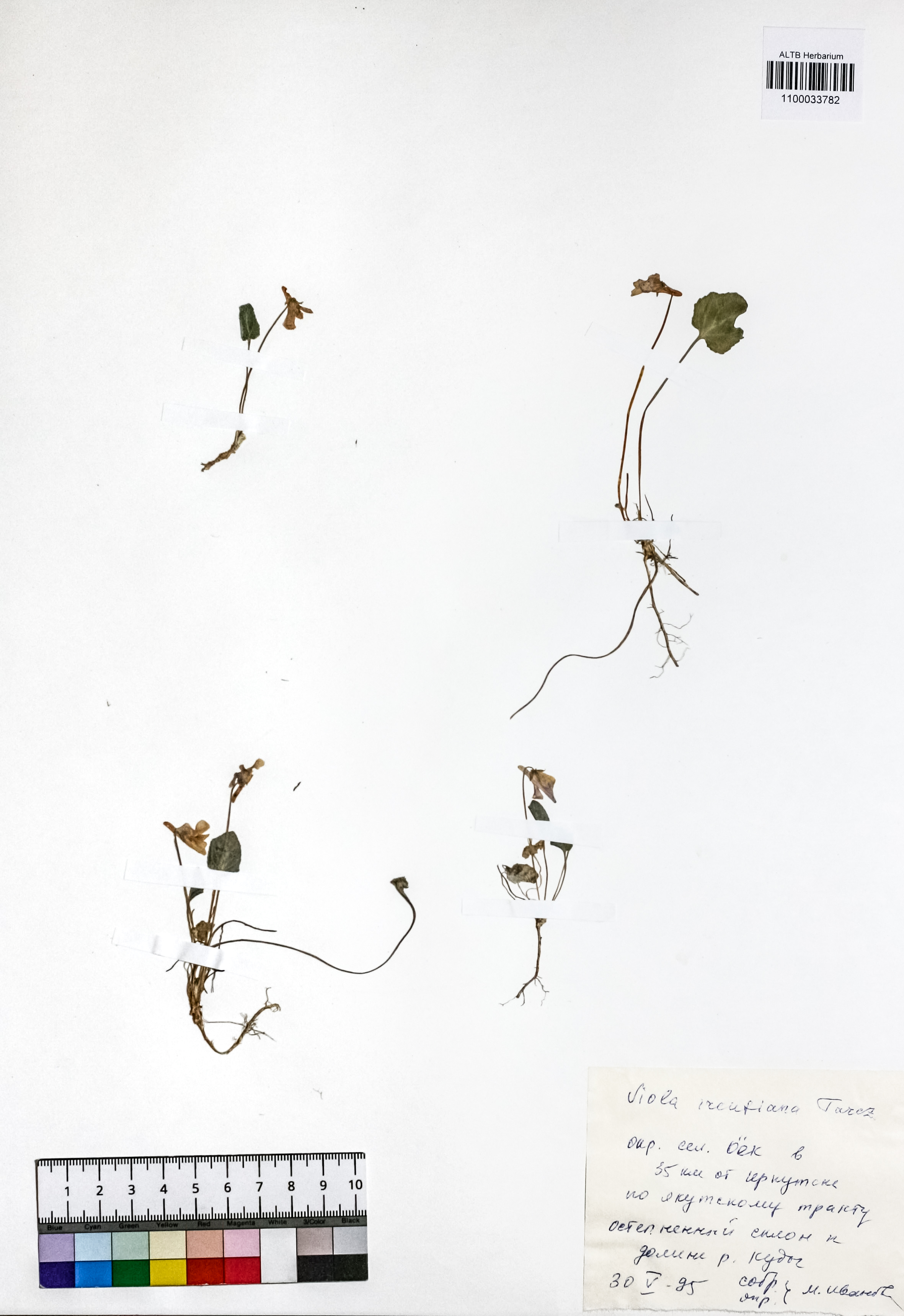 Viola ircutiana Turcz.