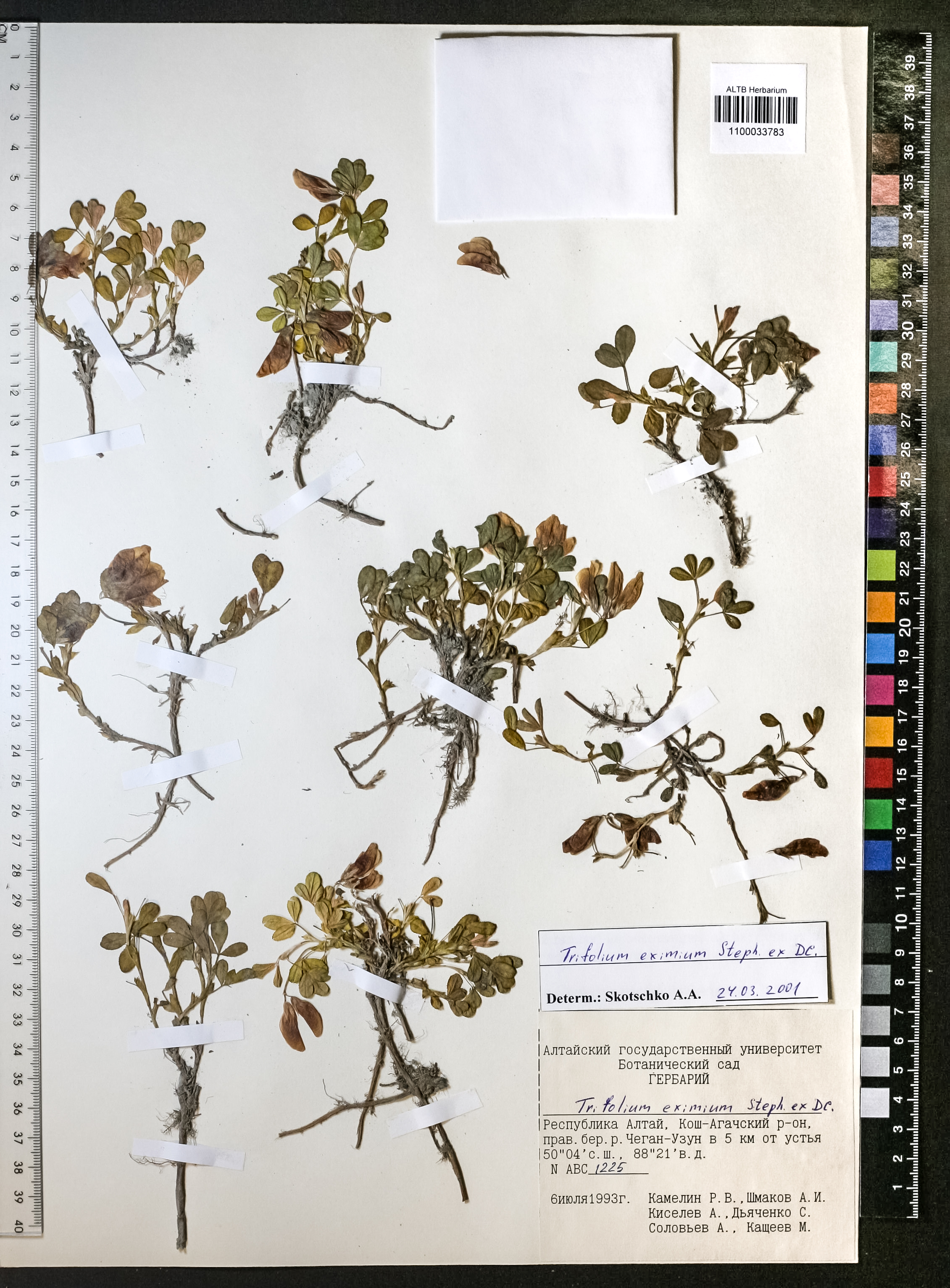 Trifolium eximium Steph. ex Ser.