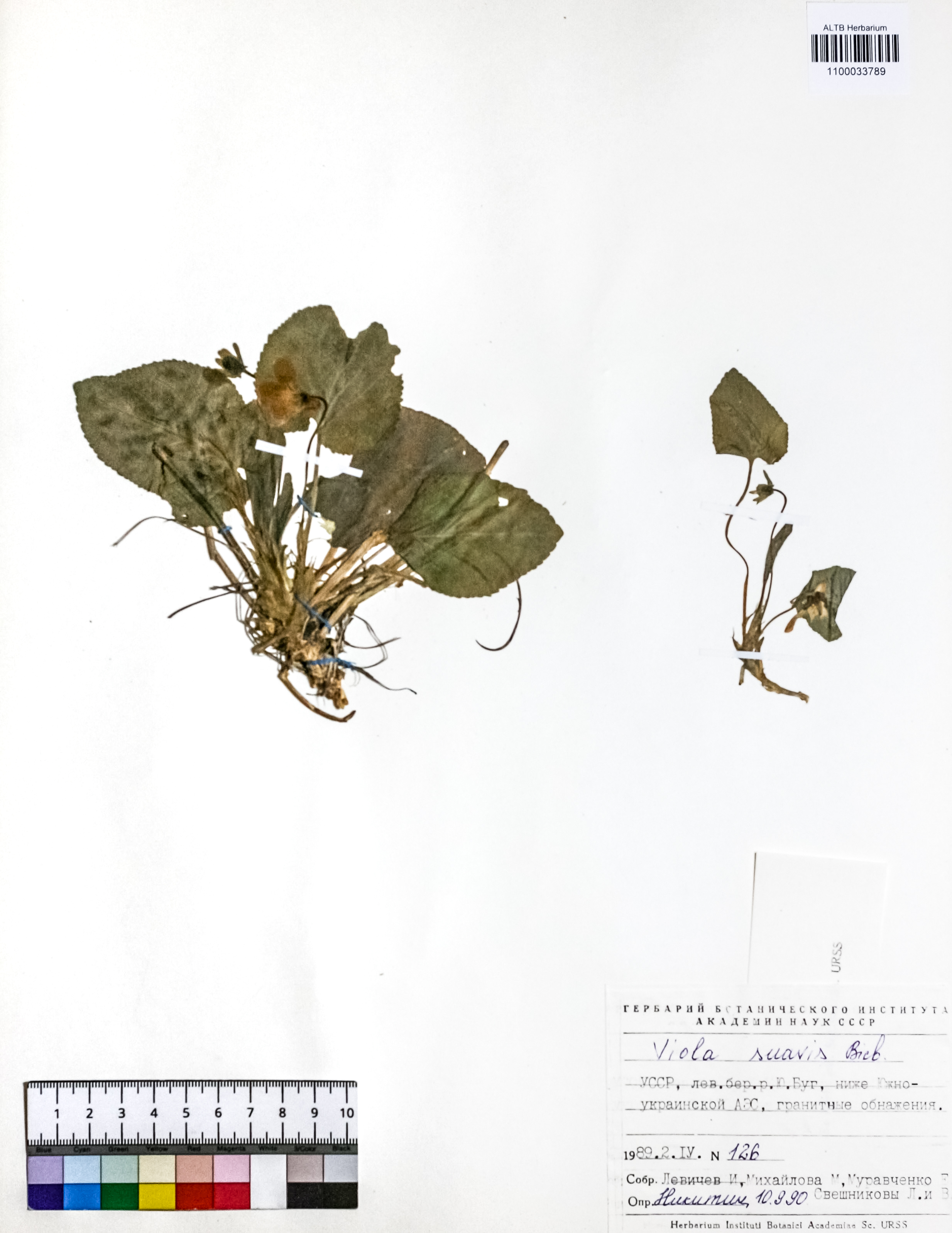 Viola suavis M.Bieb.