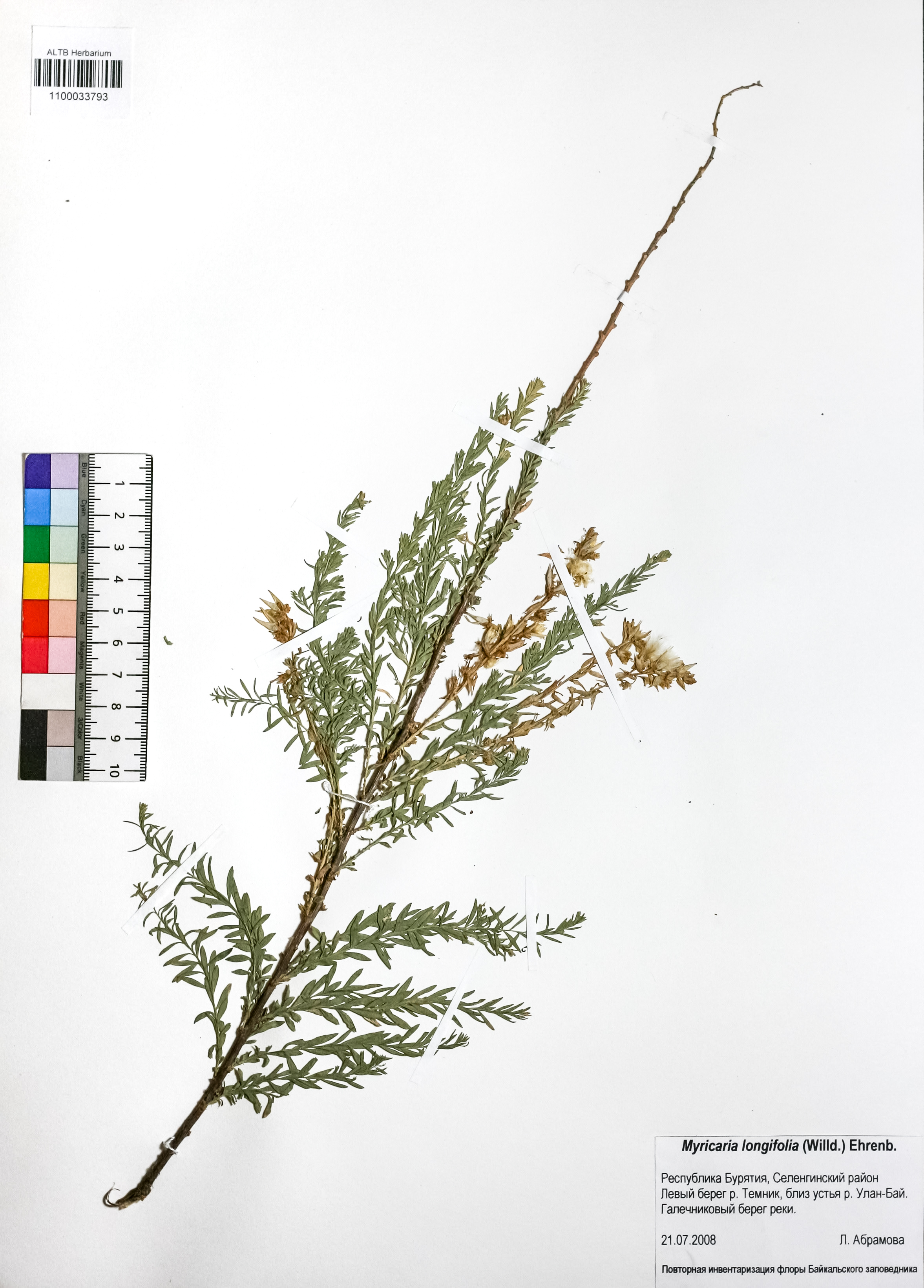 Myricaria longifolia Ehrenb.