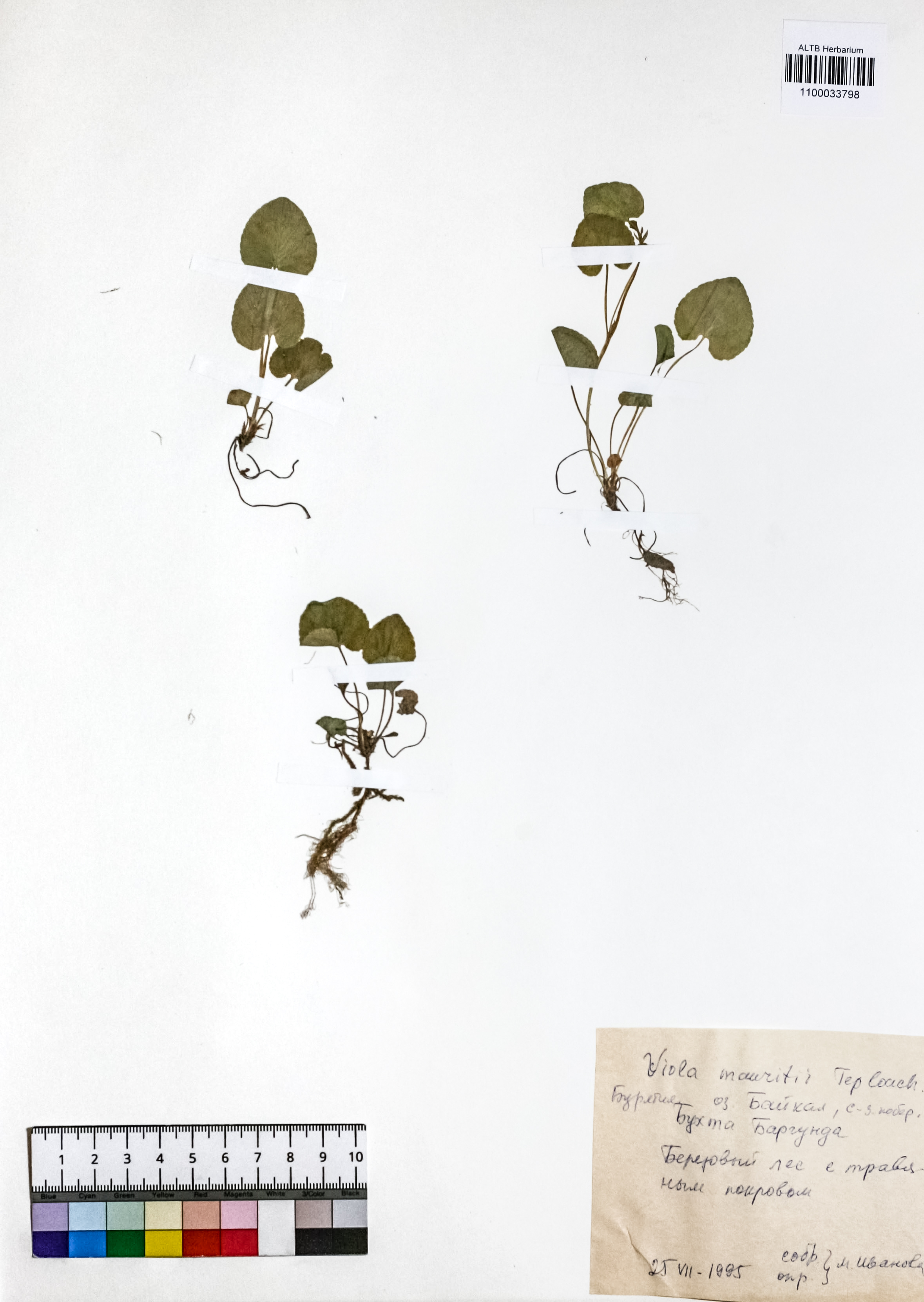 Viola mauritii Teplouchow