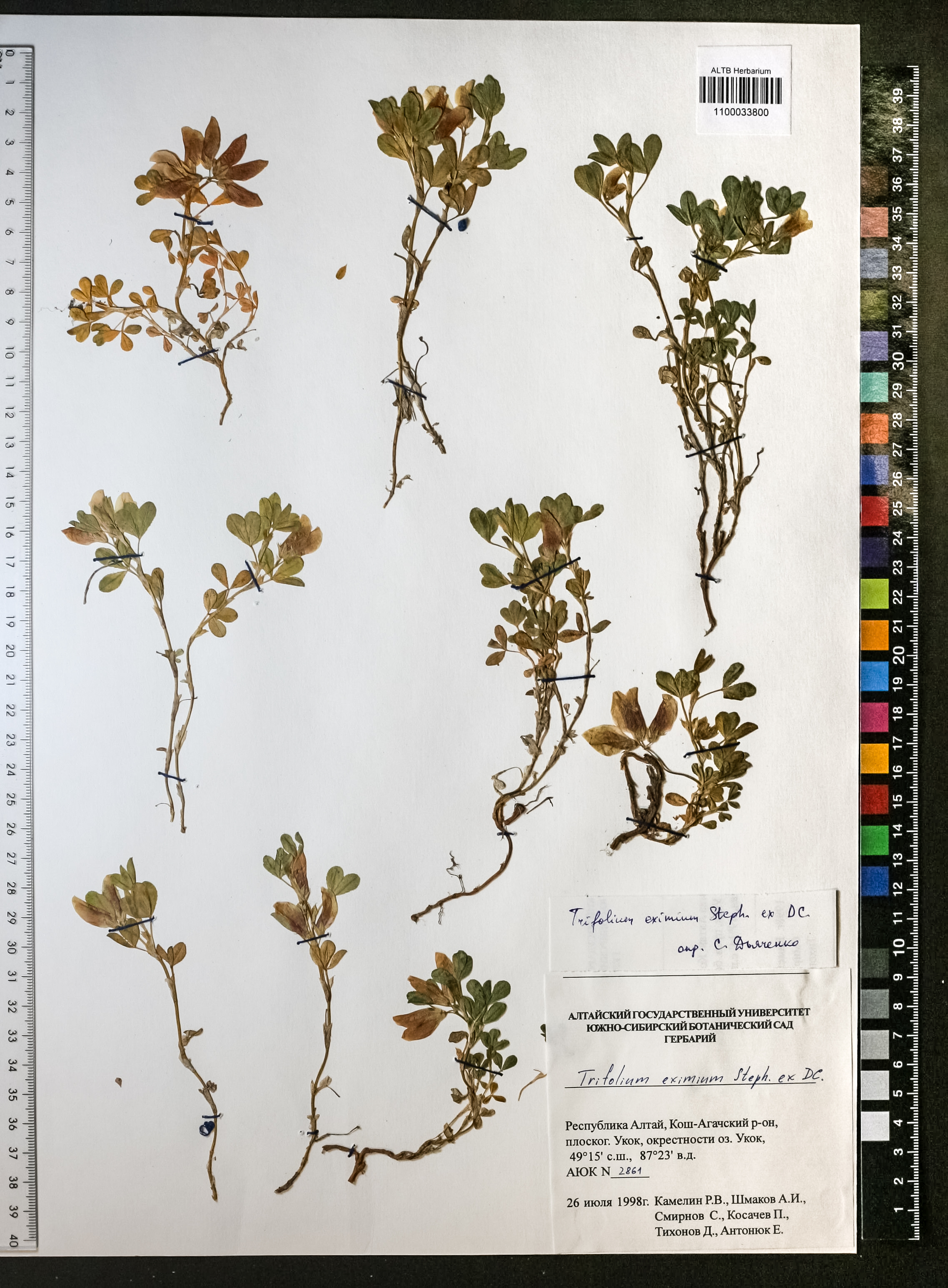 Trifolium eximium Steph. ex Ser.