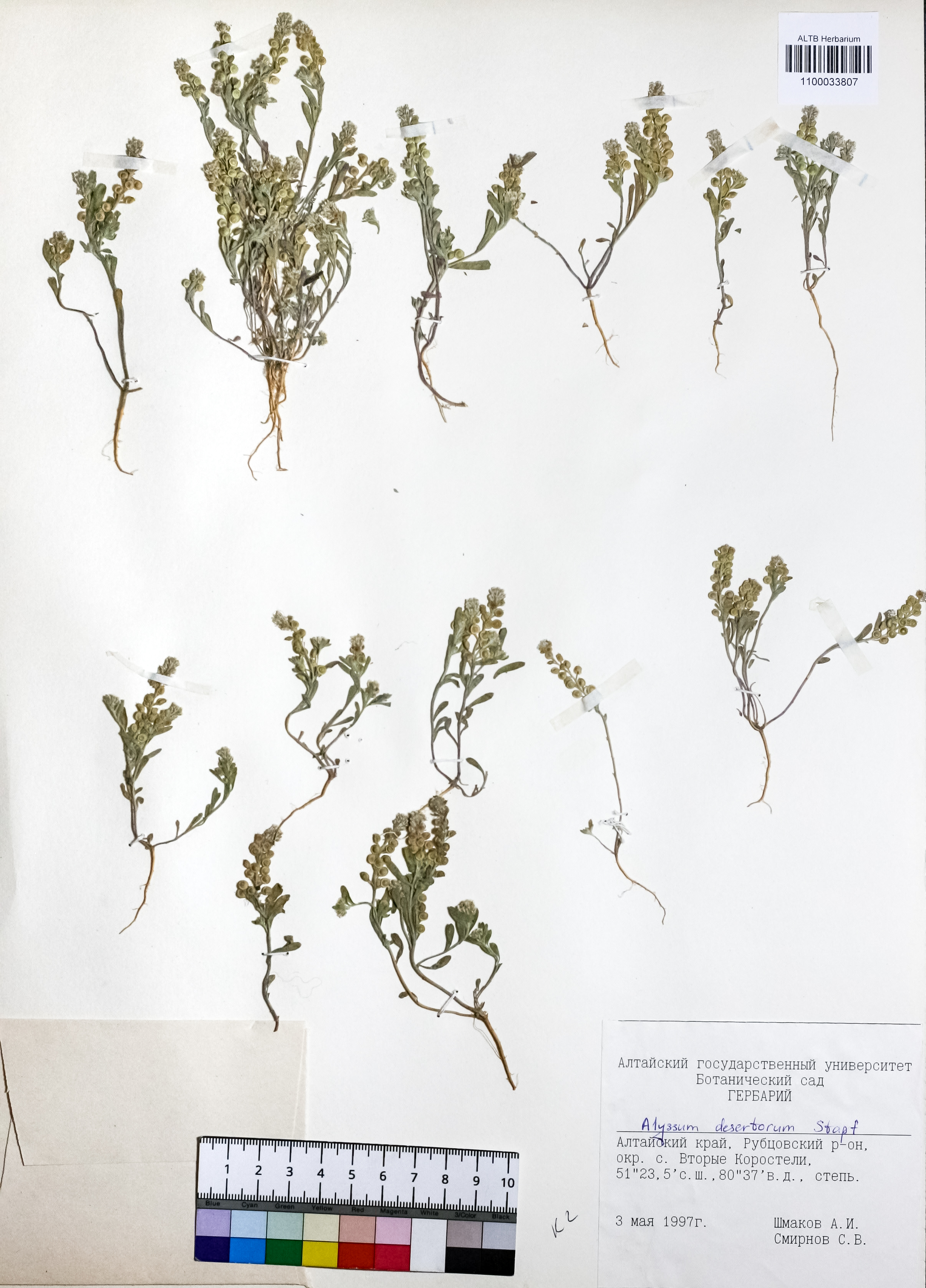 Alyssum desertorum Stapf