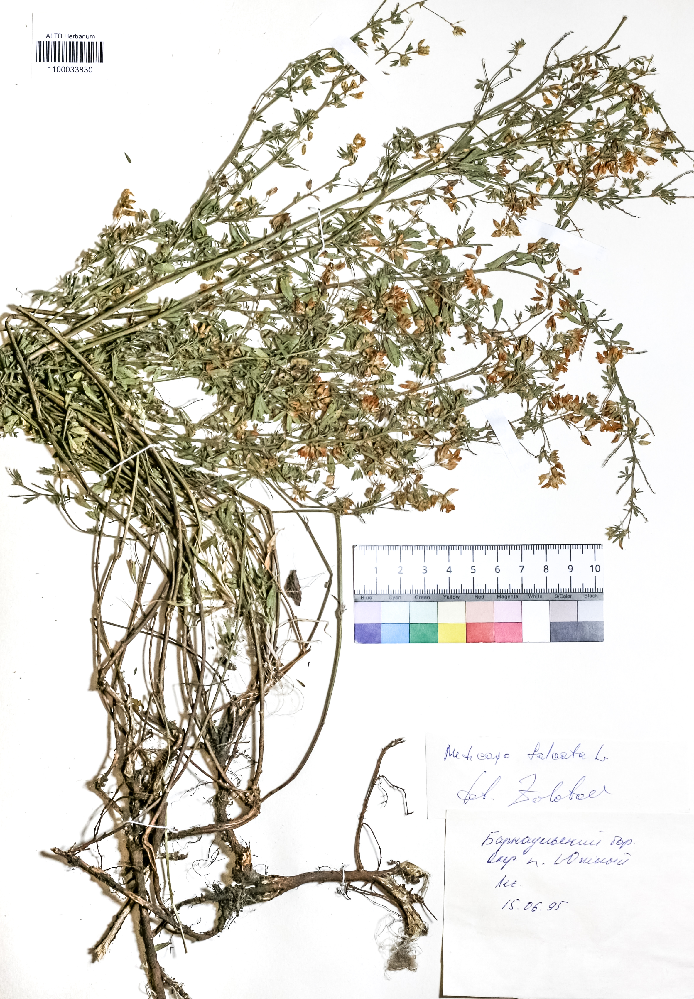 Medicago falcata L.
