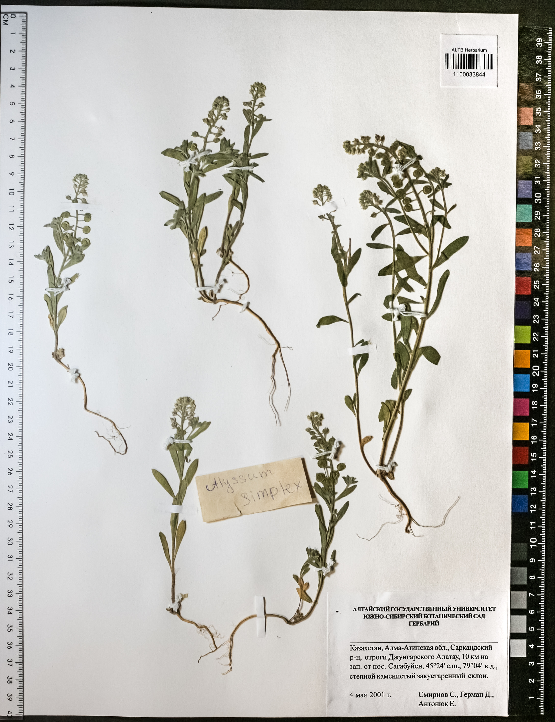 Alyssum simplex Rudolphi