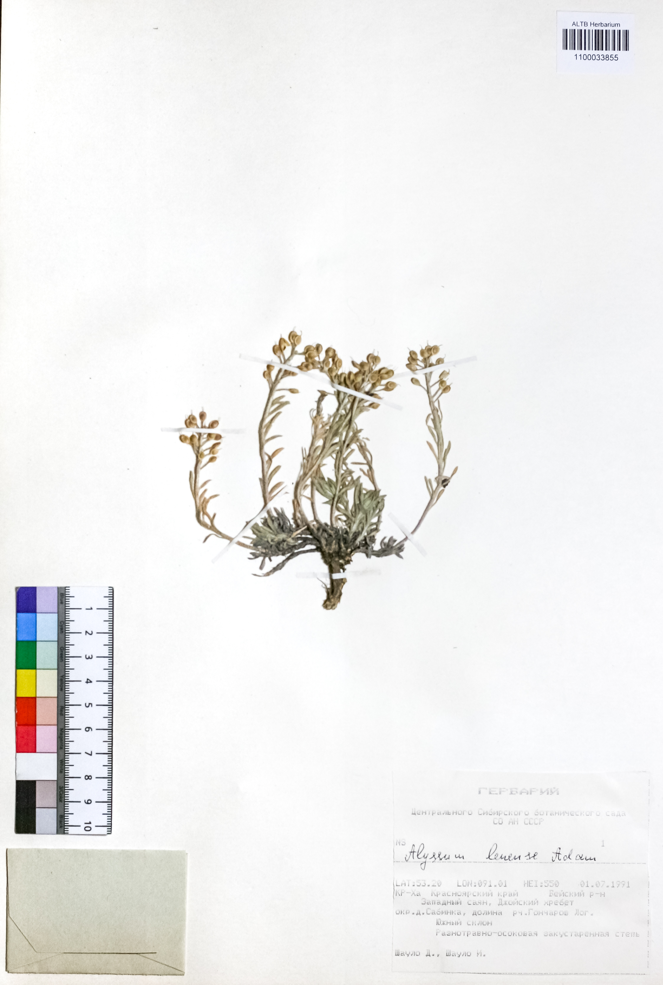 Alyssum lenense Adams