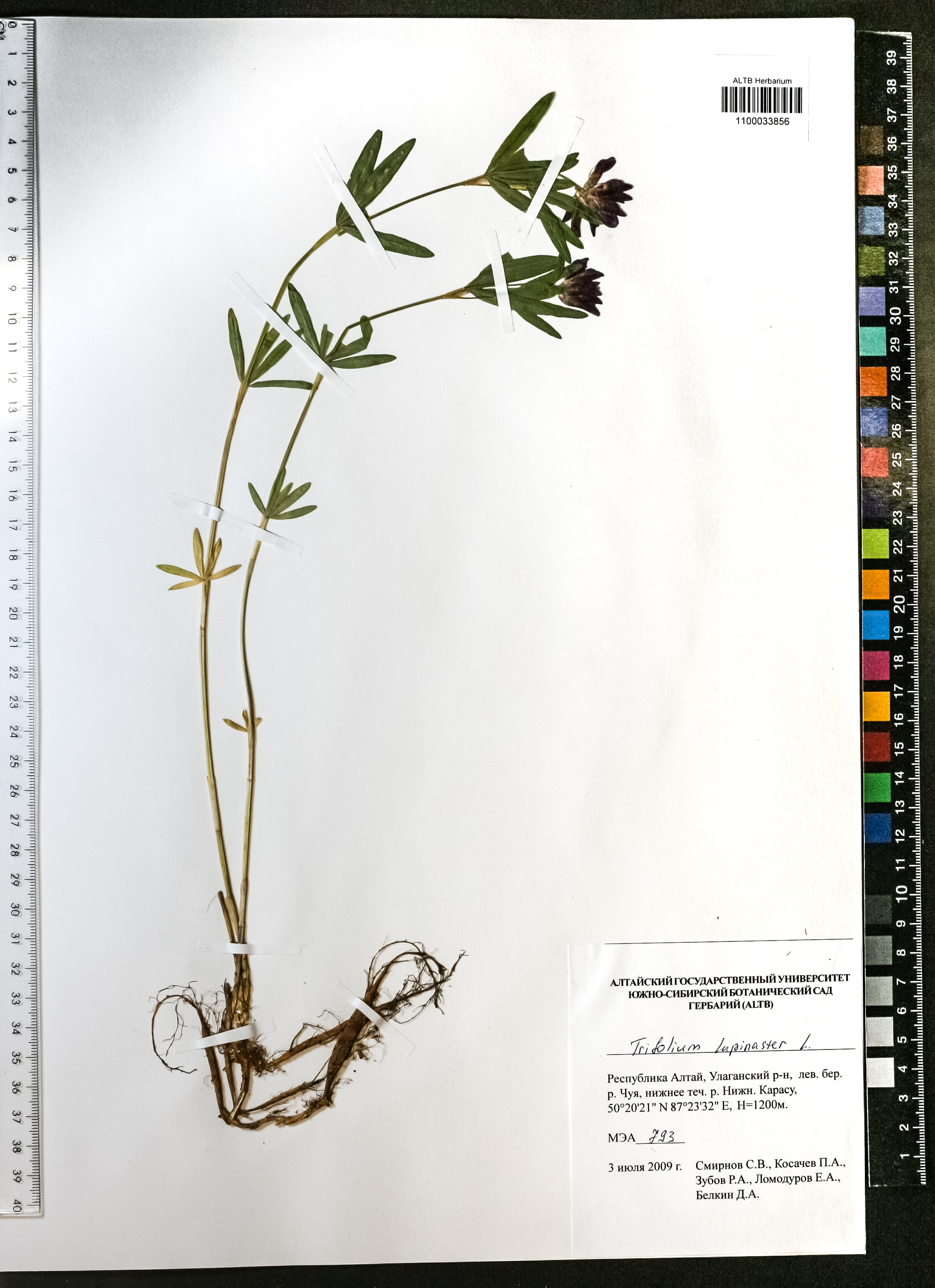Trifolium lupinaster L.