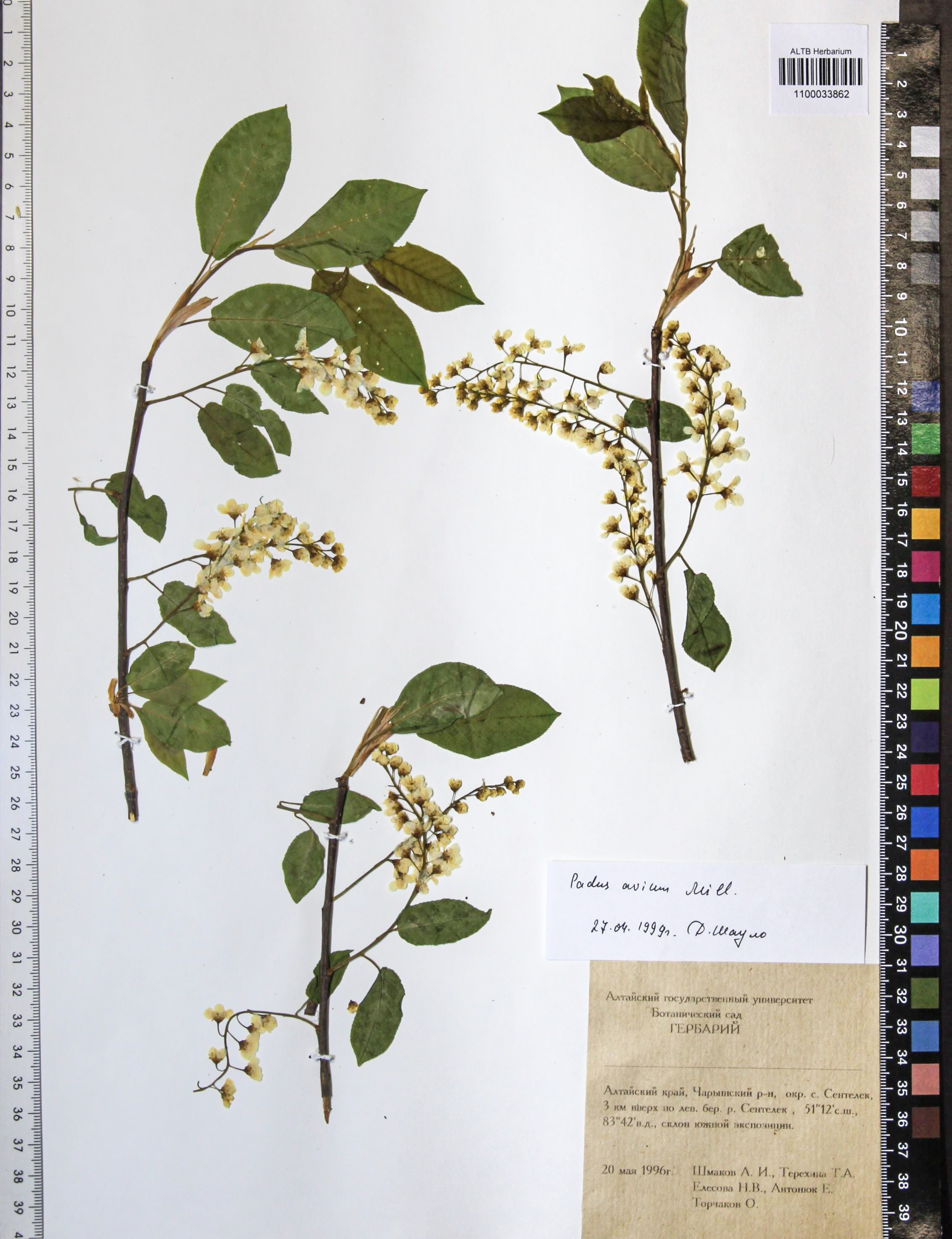 Prunus padus L.