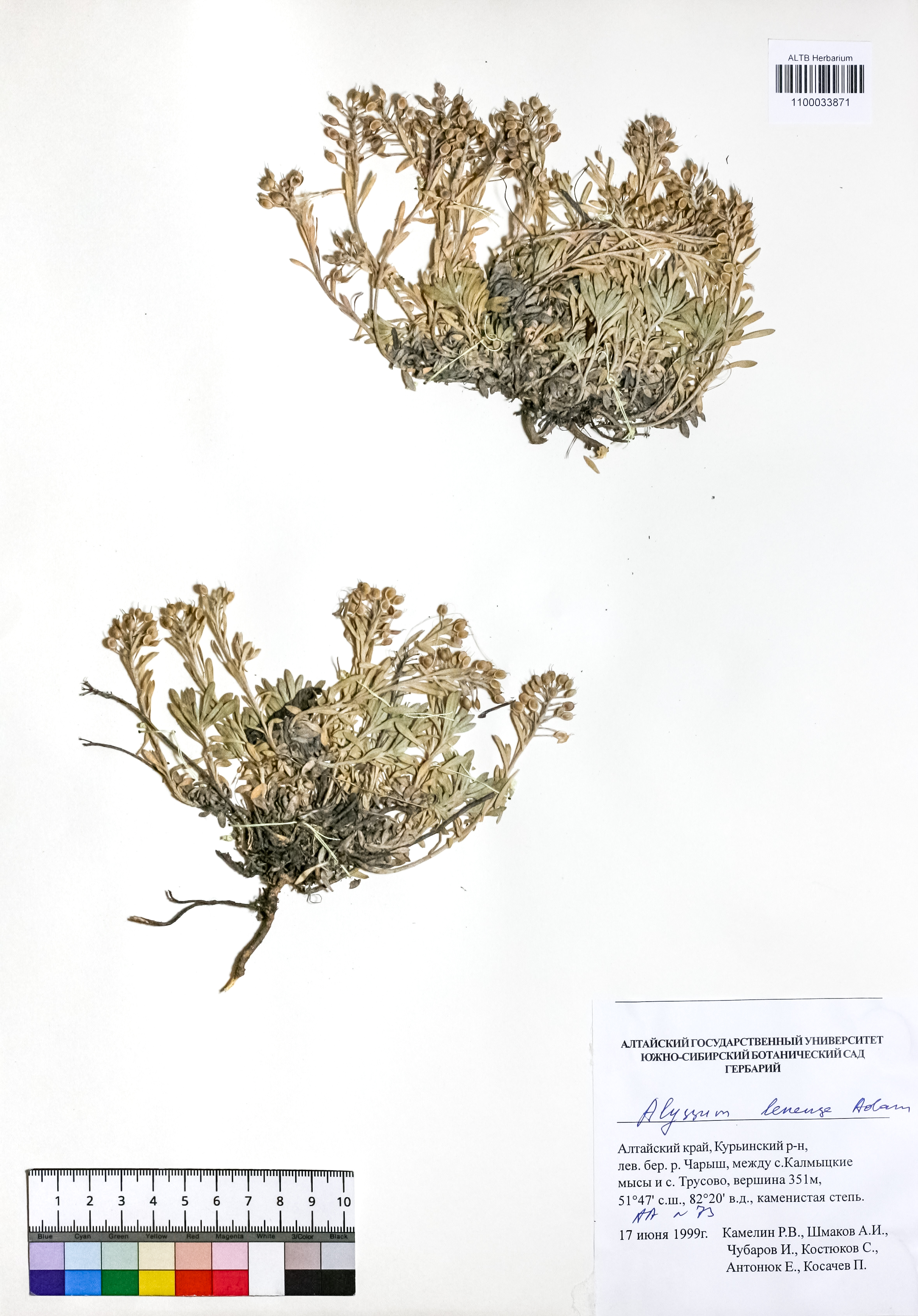 Alyssum lenense Adams