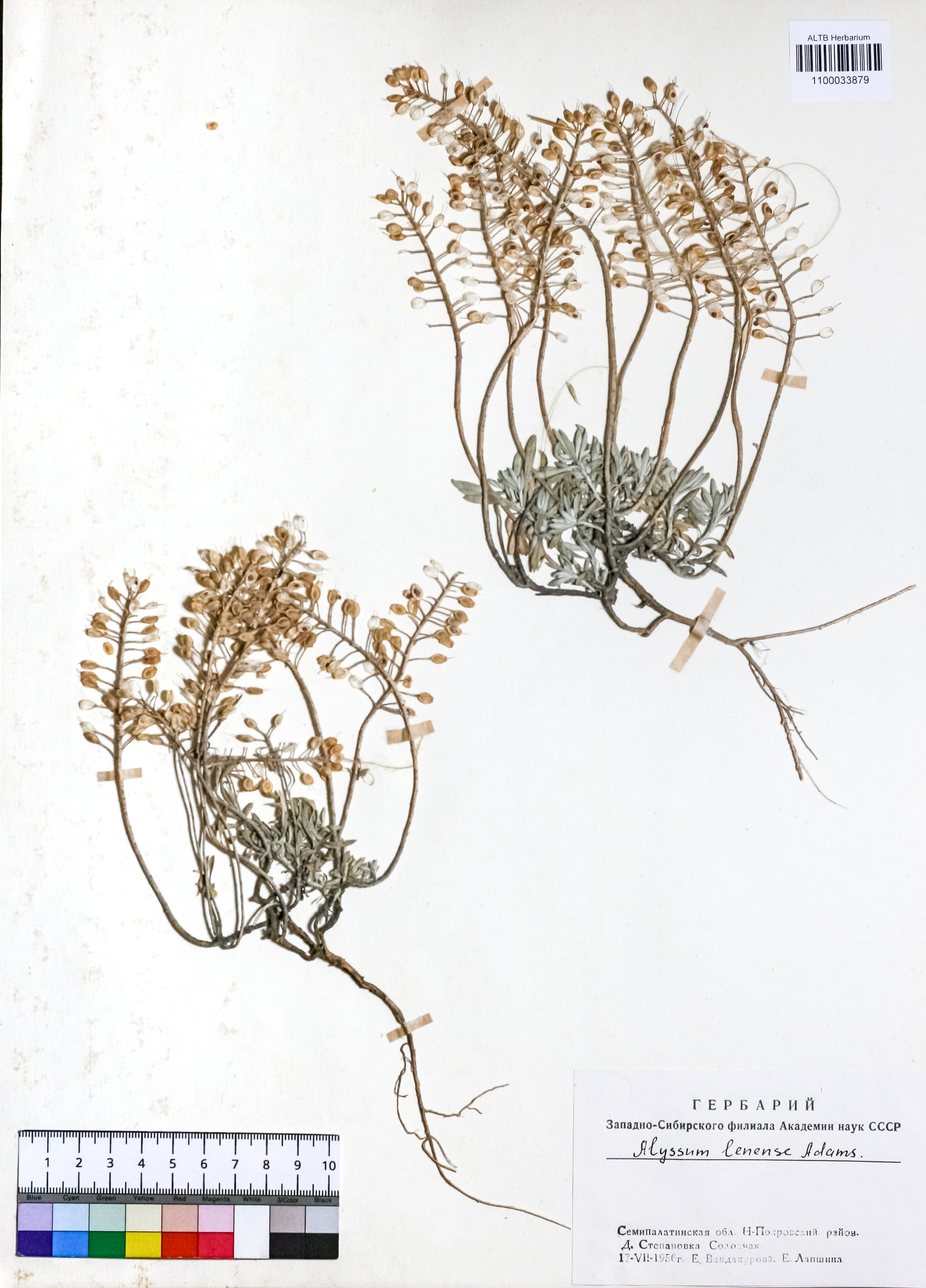Alyssum lenense Adams