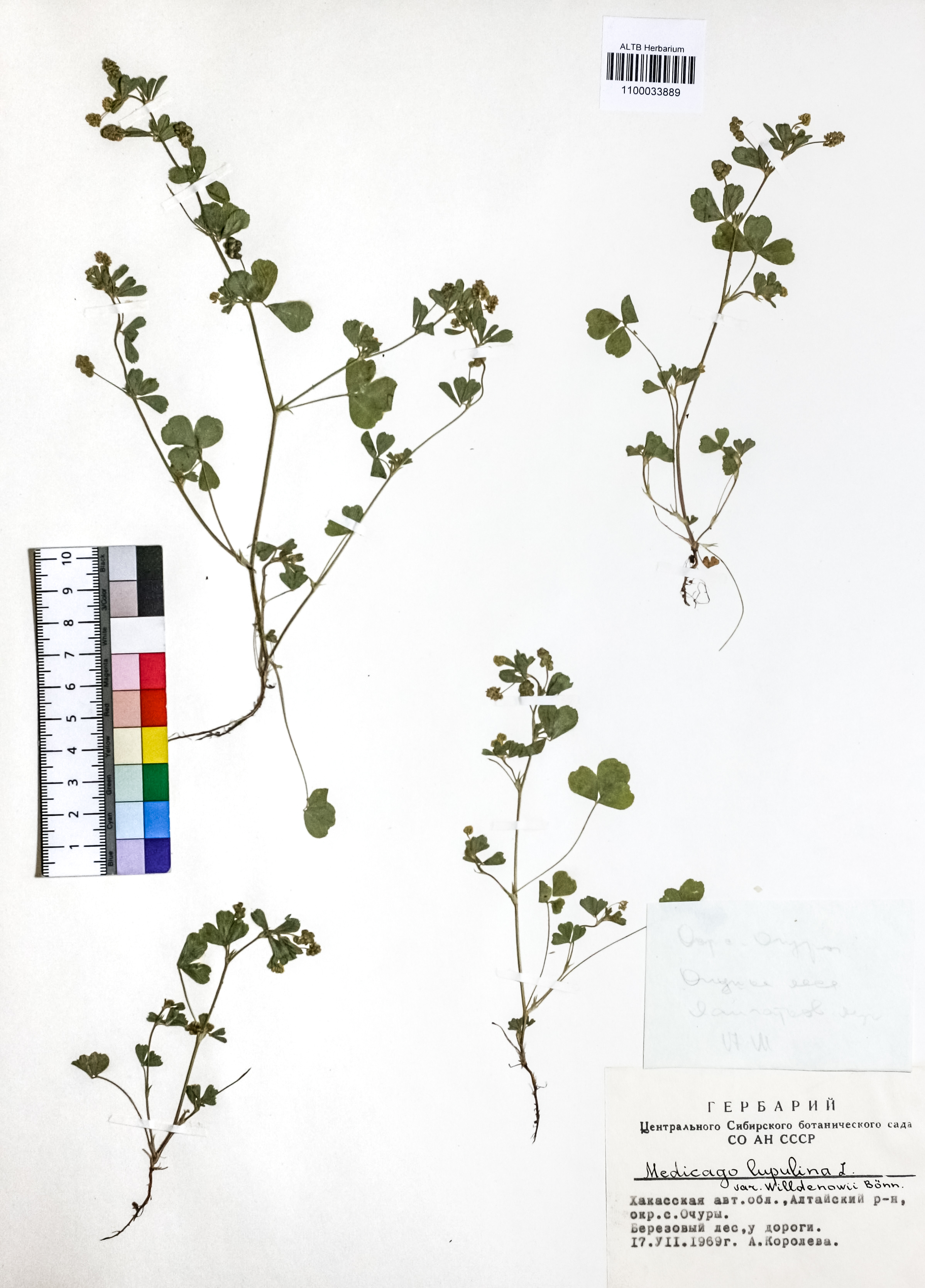 Medicago lupulina L.