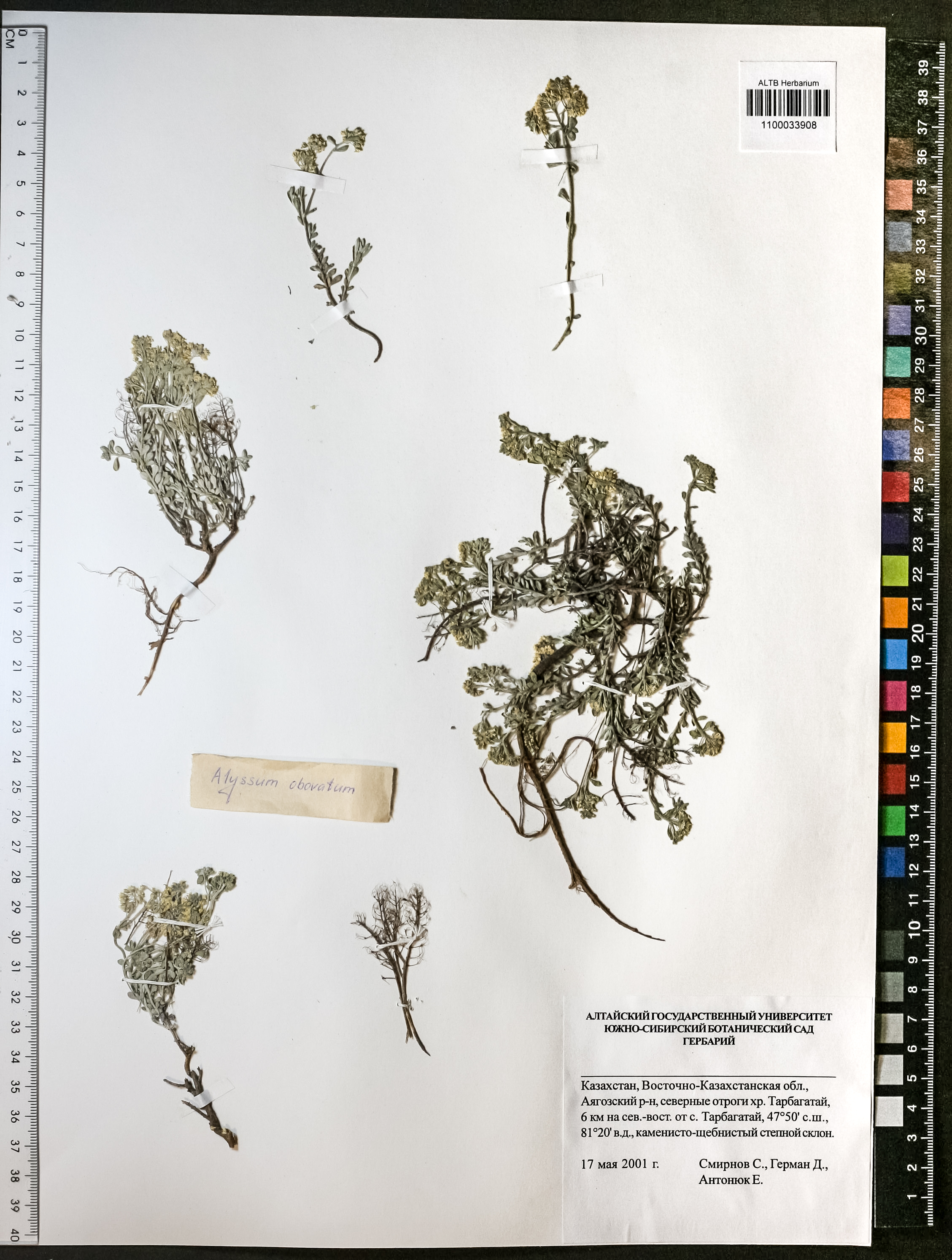 Alyssum obovatum (C.A.Mey.) Turcz.