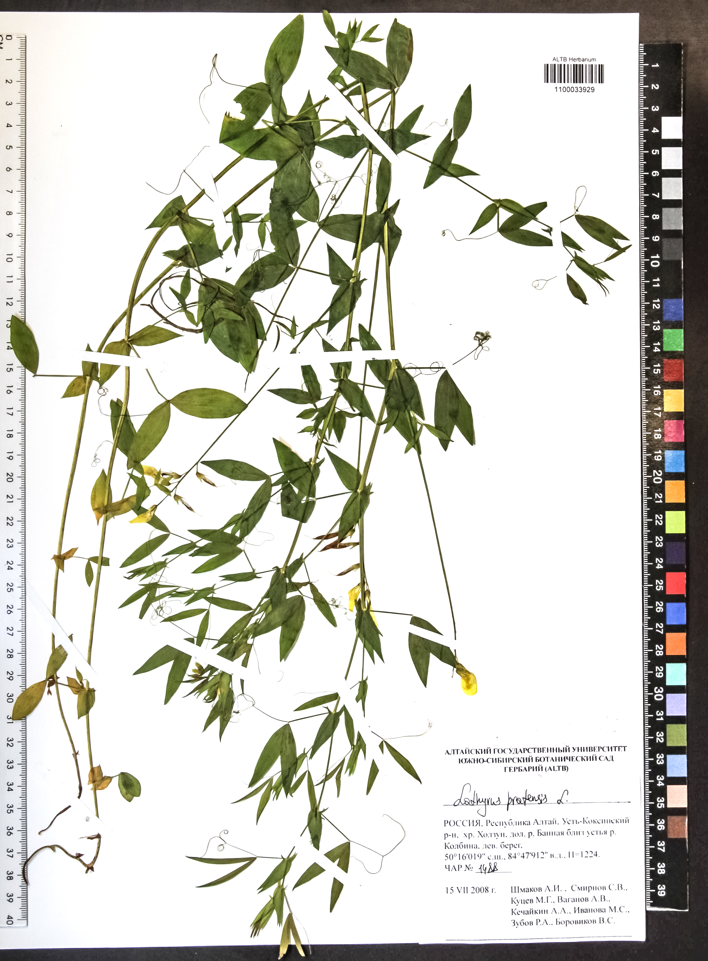 Lathyrus pratensis L.