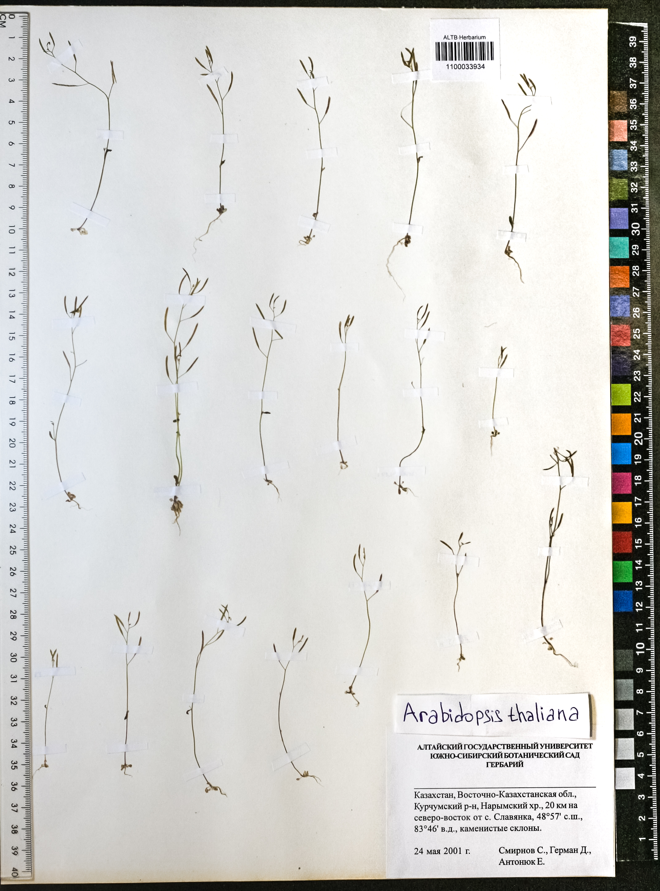 Arabidopsis thaliana (L.) Heynh.