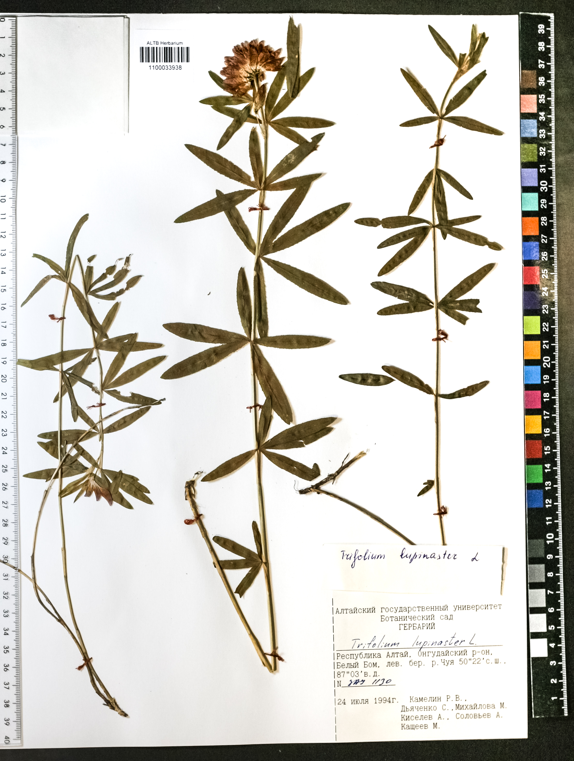 Trifolium lupinaster L.