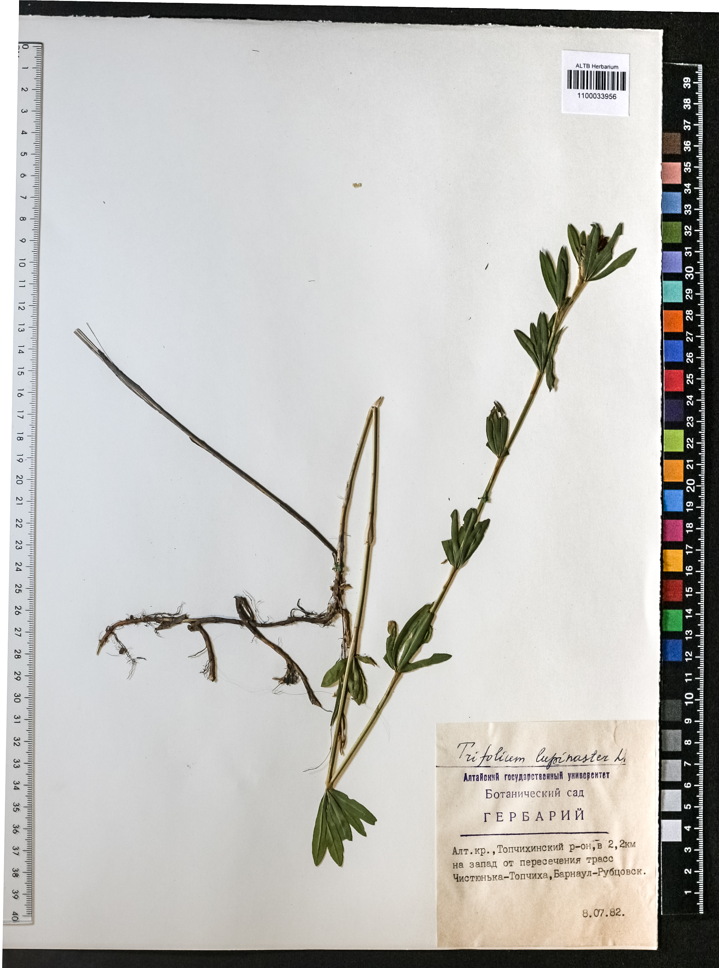 Trifolium lupinaster L.