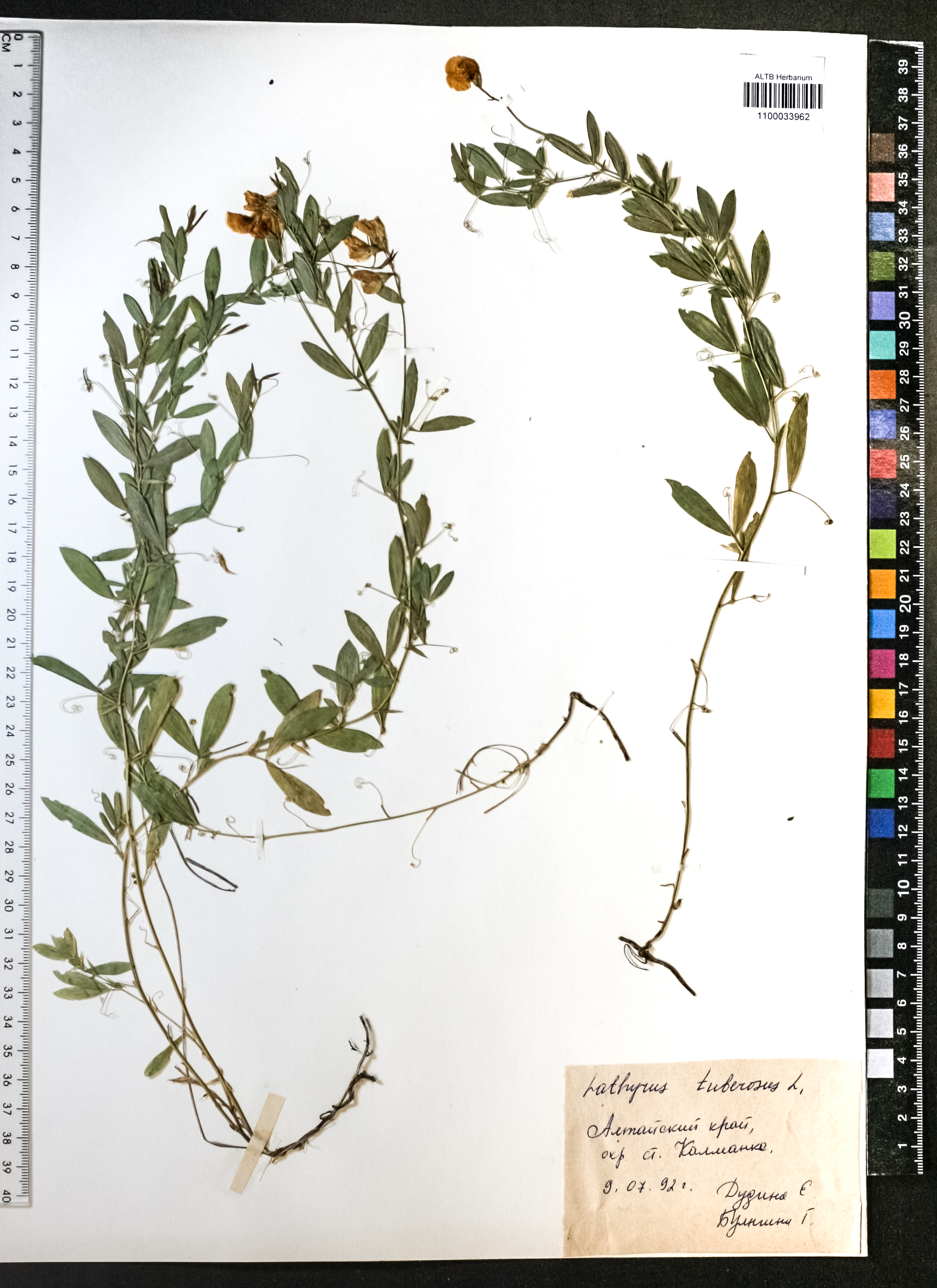 Lathyrus tuberosus L.