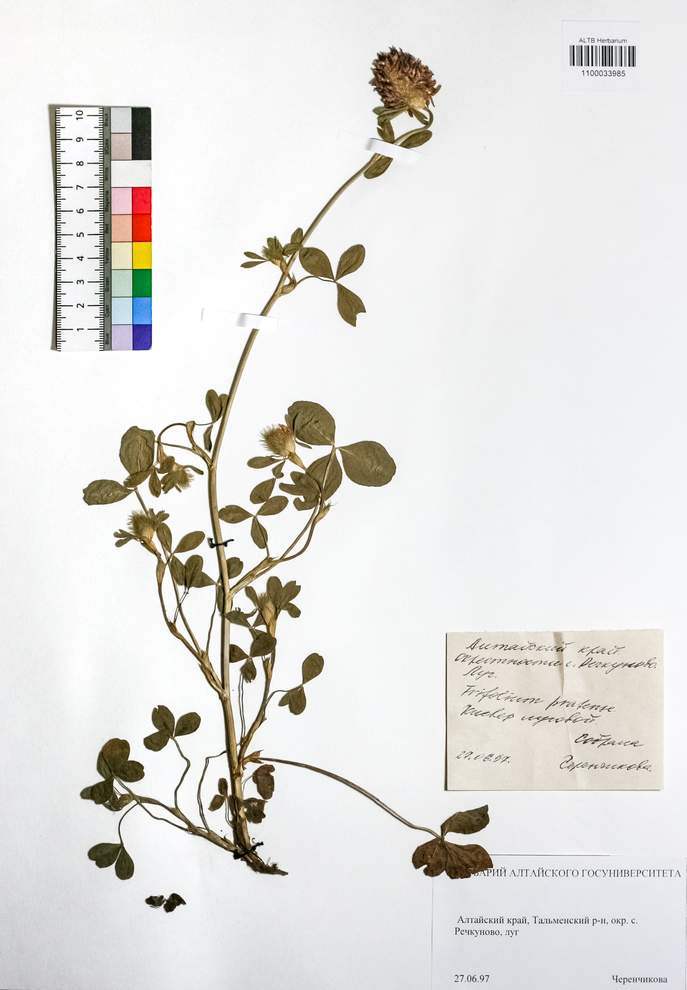 Trifolium pratense L.