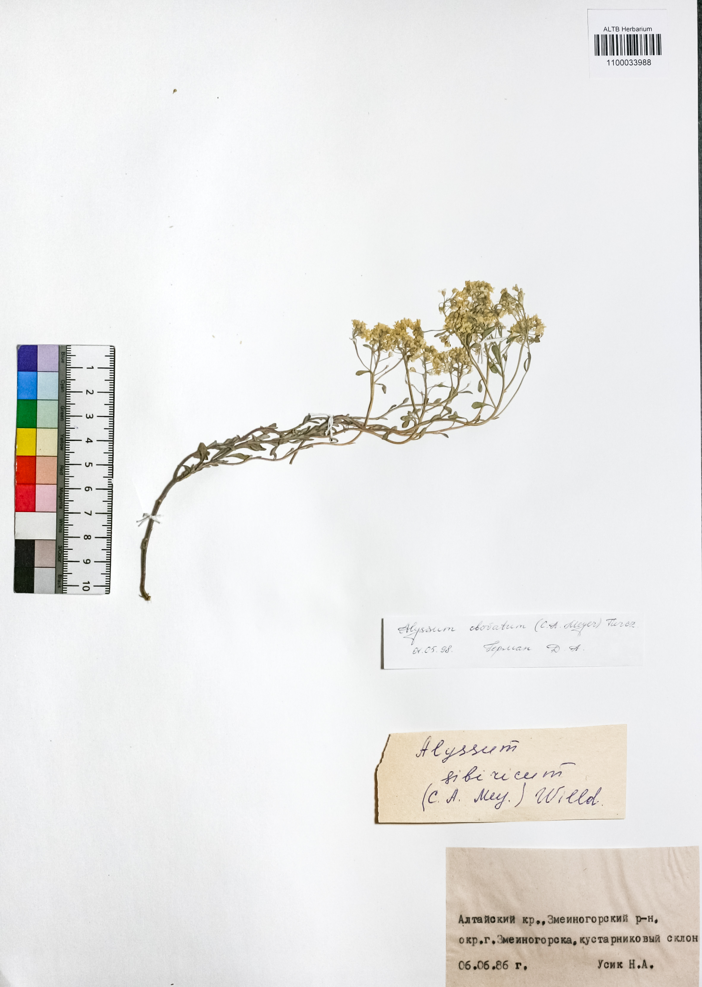 Alyssum obovatum (C.A.Mey.) Turcz.