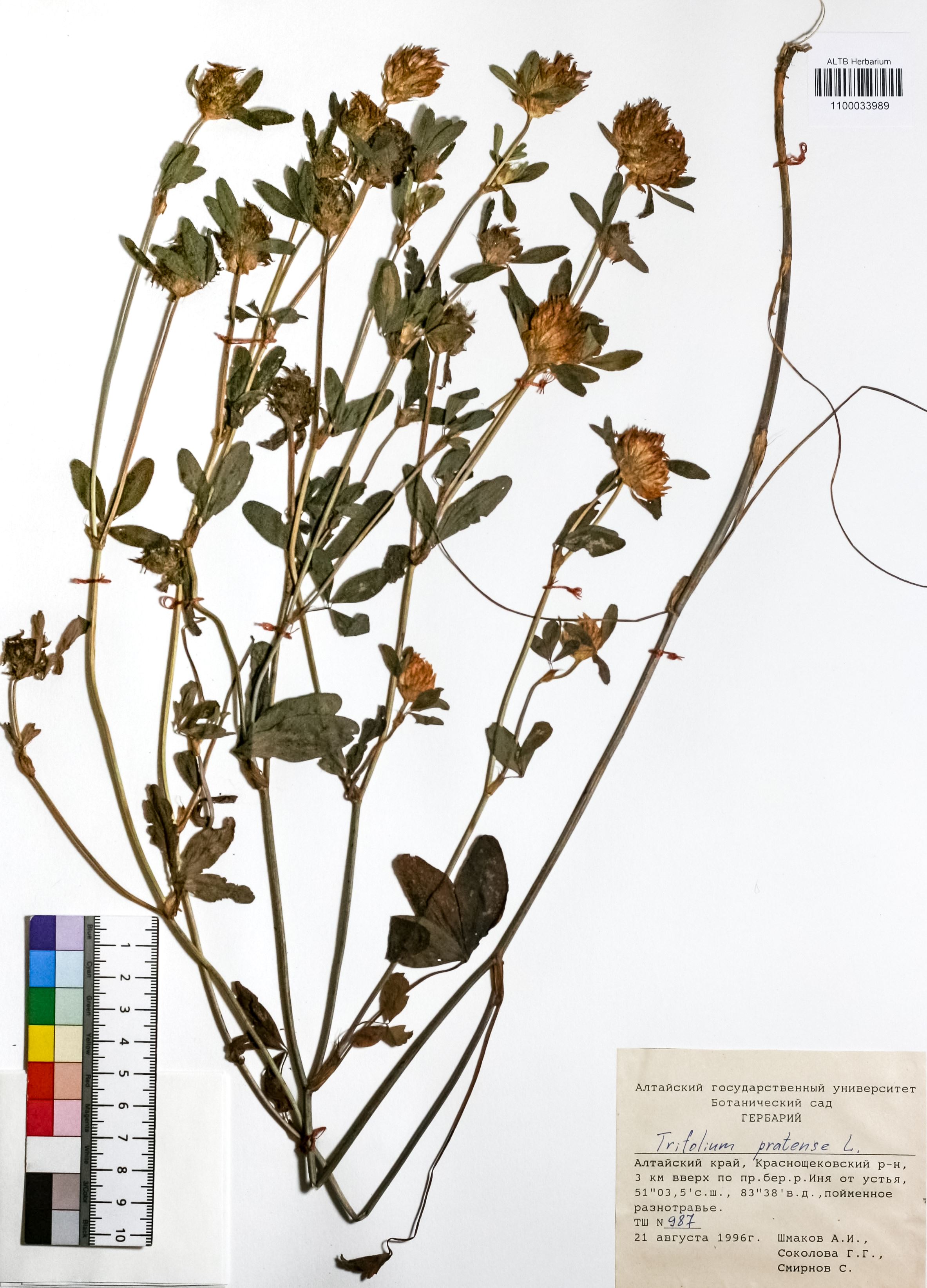 Trifolium pratense L.