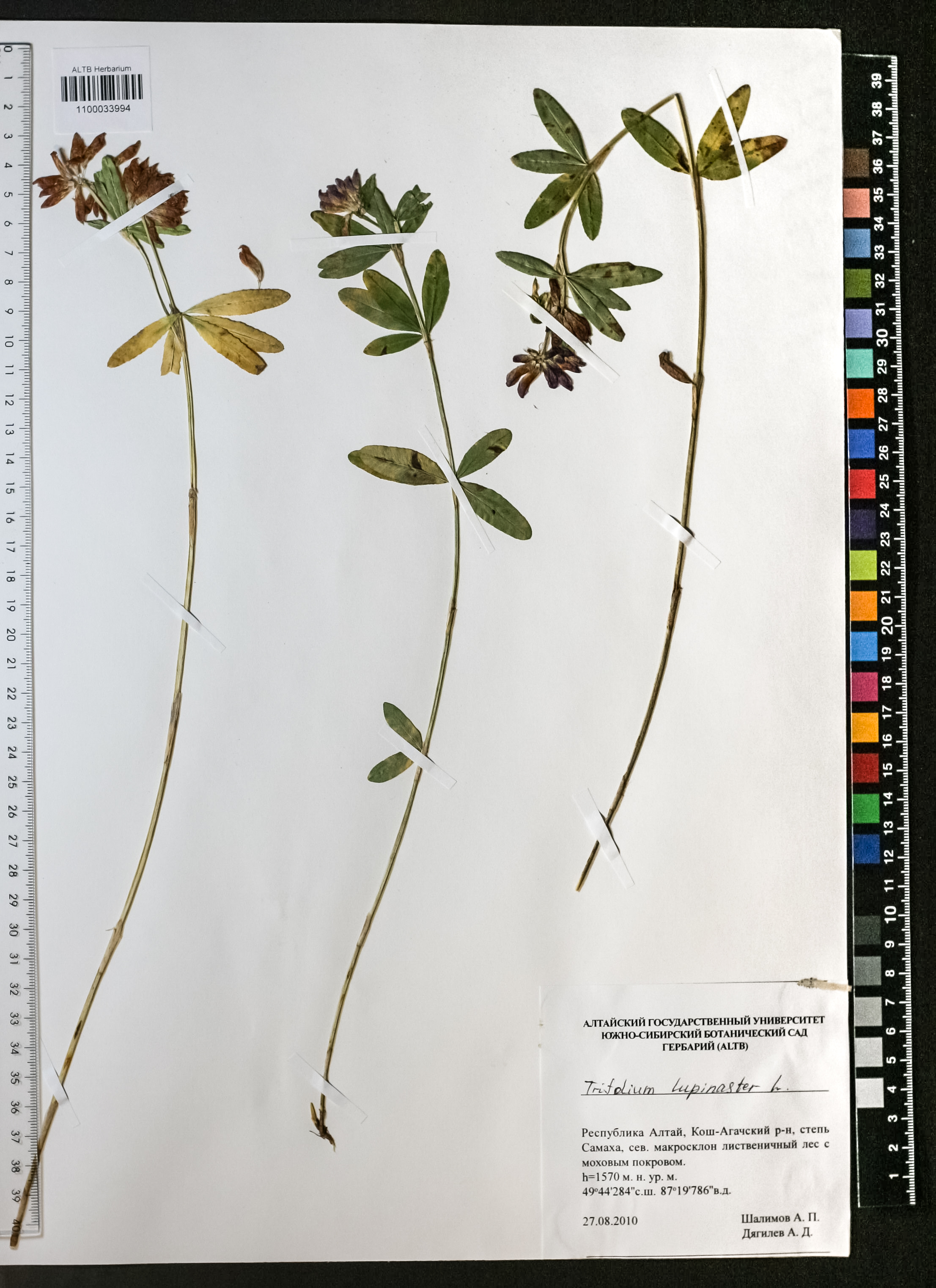 Trifolium lupinaster L.