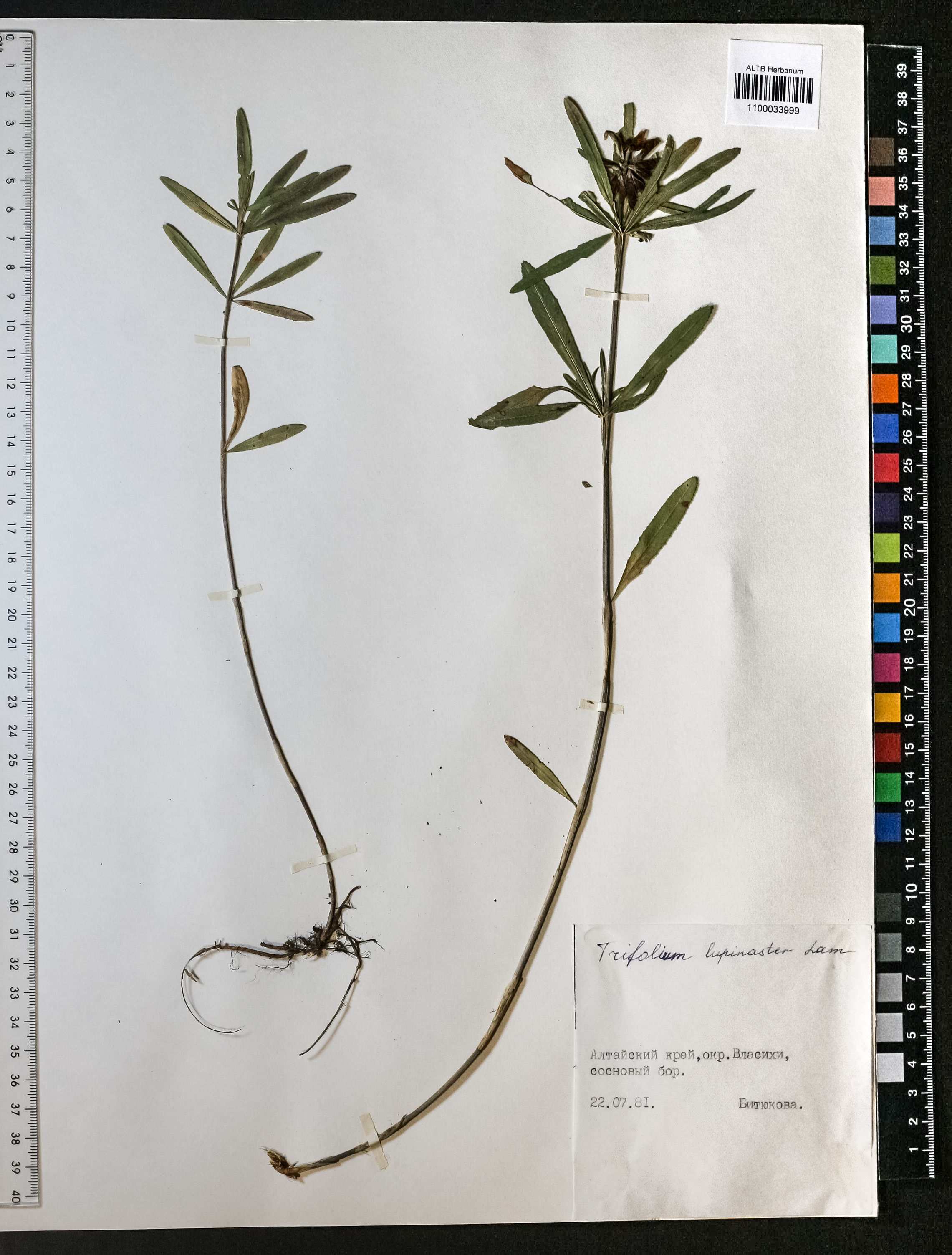 Trifolium lupinaster L.