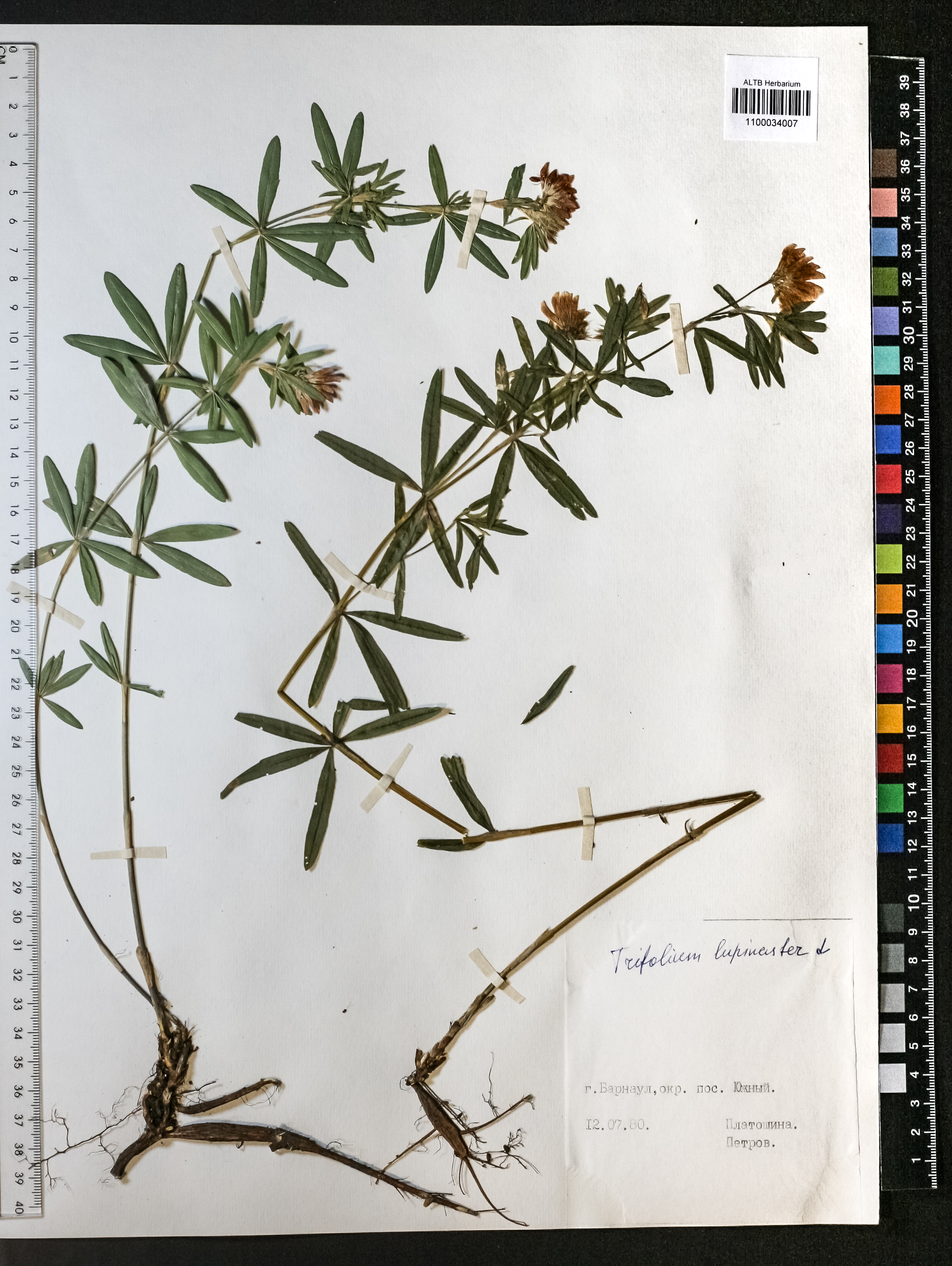 Trifolium lupinaster L.